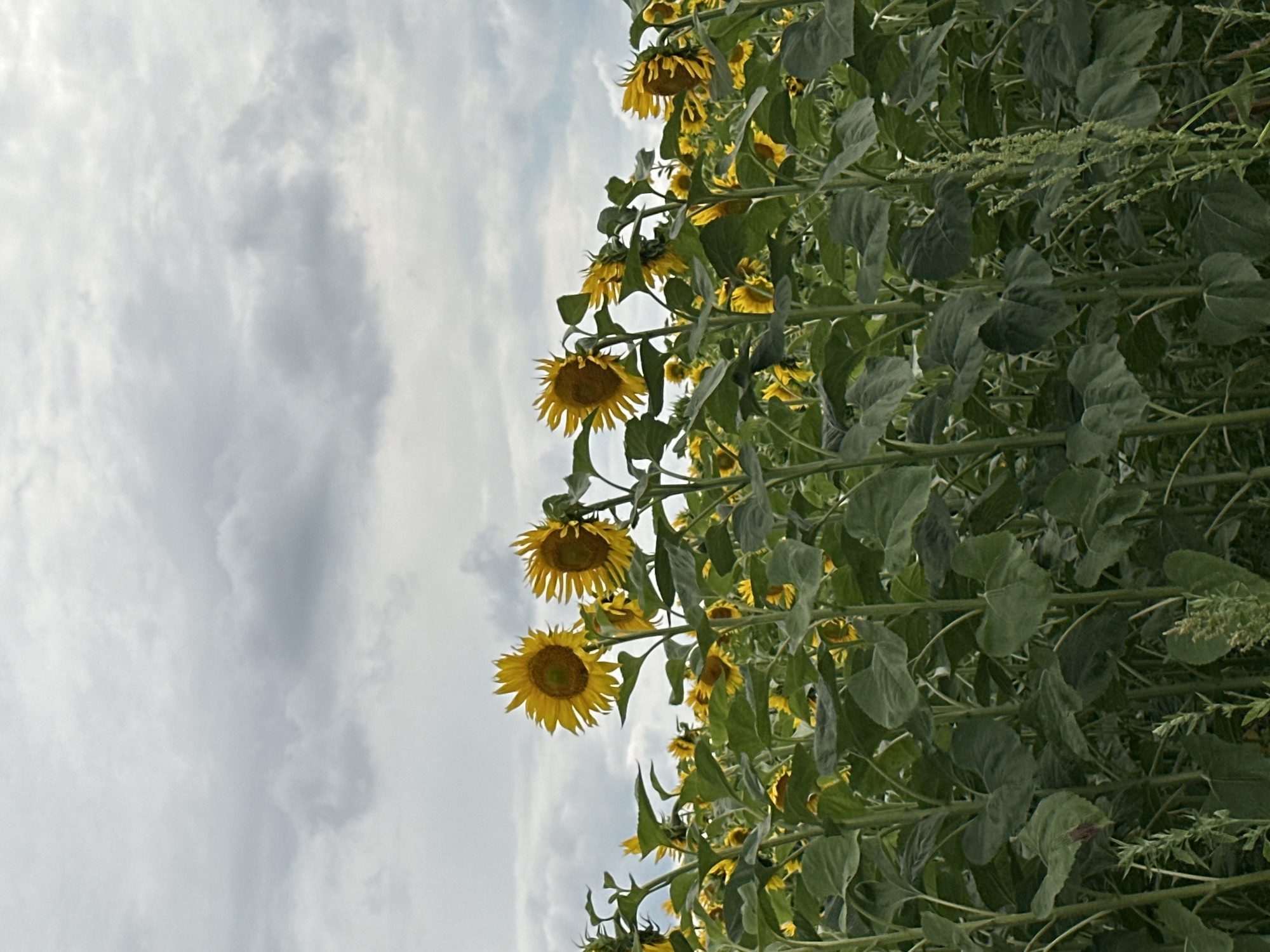 A vertical, medium shot captures a field of sunflowers under a cloudy sky. The sunflowers, with their characteristic yellow petals and dark centers, are the dominant subject, interspersed with lush green foliage. Several sunflowers are visible in the foreground, with their heads tilted slightly, appearing to face a light source outside the frame. The middle ground is filled with a dense expanse of sunflowers, creating a textured wall of yellow and green. The background consists of a light gray sky with soft, diffused clouds, suggesting an overcast day. The image is shot from a low angle, emphasizing the height of the sunflowers and the vastness of the sky. The scene is devoid of any human presence, vehicles, or man-made structures, portraying a natural landscape. The location of Korchivka, Ukraine, is not visually represented in the image itself.
