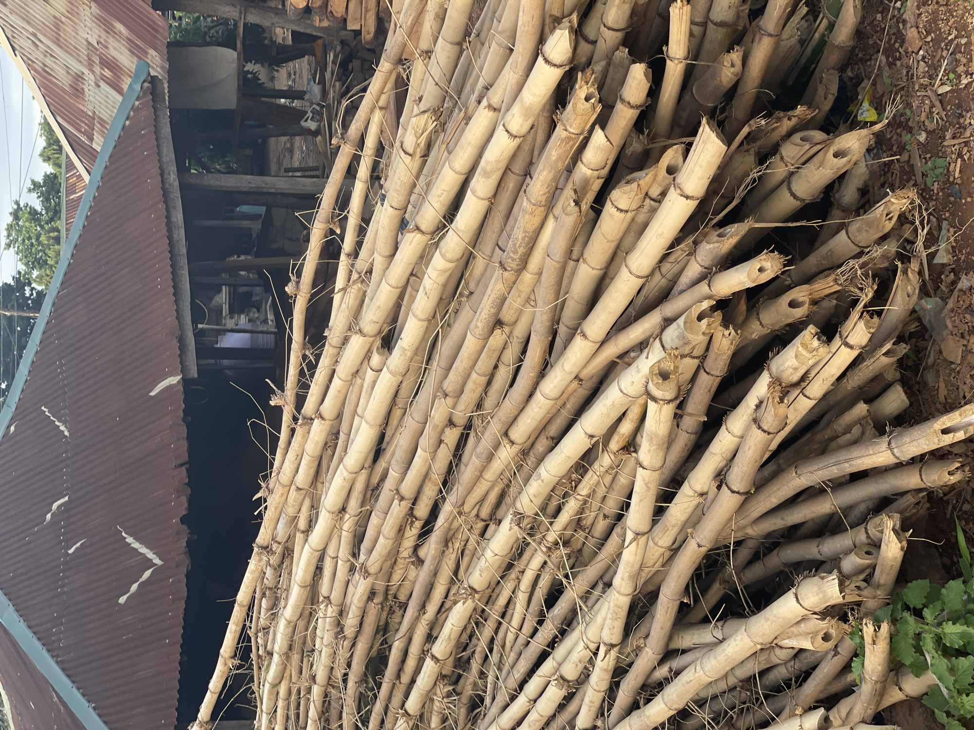 The image shows a large pile of bamboo poles lying outdoors near a building with a corrugated metal roof. The bamboo poles are various lengths and diameters, appearing dry and light brown in color. The environment includes dirt, some vegetation, and signs of rural or semi-rural construction. The location is presumed to be Akwanga, Nigeria, though there are no overt visual cues to confirm that location. No people are visible in the frame. The primary subject is the collection of bamboo and the built environment.