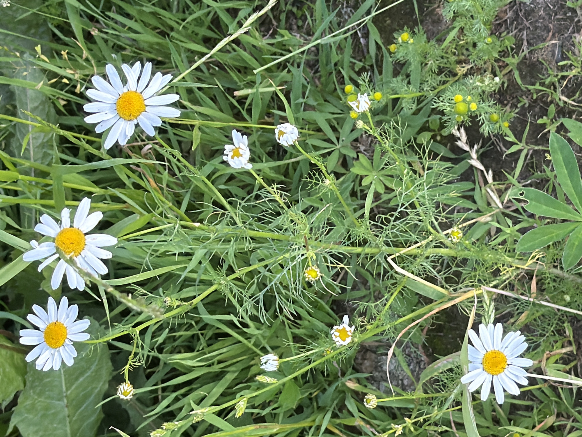 The image depicts a close-up, eye-level view of a patch of wild daisies growing in a naturalistic setting. The flowers, characterized by their white petals and yellow centers, are scattered amongst lush green grass and foliage. Some of the daisies are in full bloom, while others are in bud or partially open, displaying a range of developmental stages. The stems and leaves of the plants are detailed, showing a slightly blurred background that suggests movement or a shallow depth of field. The overall impression is of a wild, uncultivated area, likely a meadow or a roadside verge. The lighting appears to be natural daylight, casting soft shadows and highlighting the textures of the plants. There are no people, animals, or man-made structures visible in the frame. The scene is static and focuses solely on the botanical elements. The location is not specified, but the general environment suggests a temperate climate.