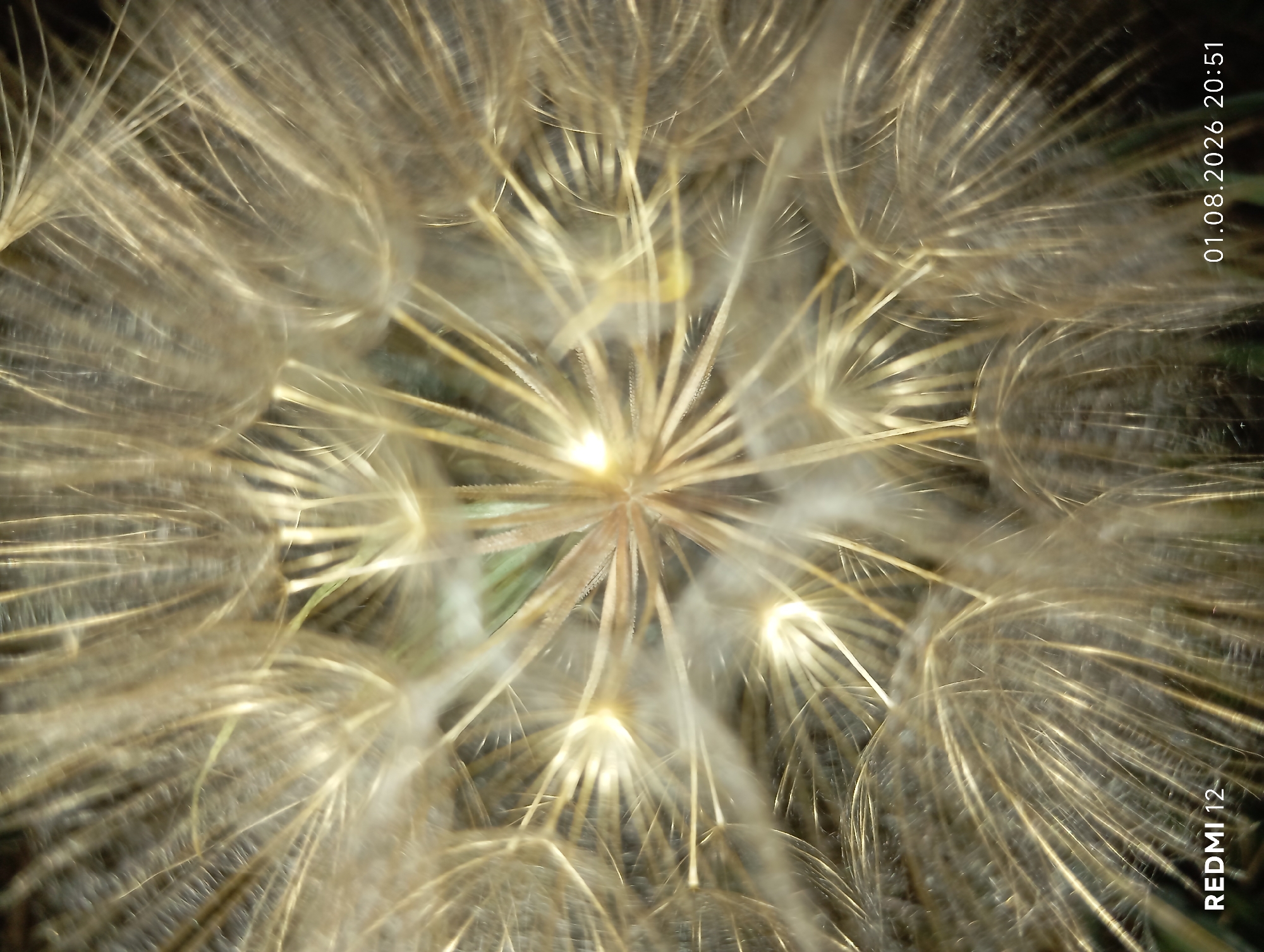 This is a macro photograph of a dandelion seed head, showing intricate details of its feathery parachutes radiating from a central core. The lighting creates a warm, golden hue, highlighting the translucent nature of the seeds. The background is blurred, suggesting a shallow depth of field. In the bottom left corner, the text "REDMI 12" is visible, indicating the device used to capture the image. In the bottom right corner, a timestamp reads "01.08.2026 20:51". There are no people, actions, or interactions depicted. The image does not provide any information about the location in the city of Smila, Ukraine.
