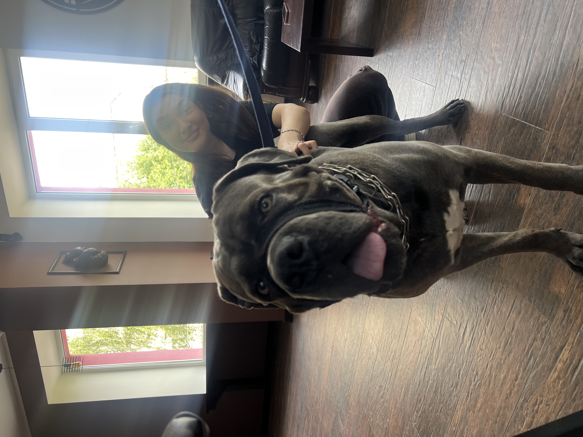 A gray Cane Corso dog with a silver chain collar is the prominent subject of a photograph taken indoors. The dog is close to the camera, with its tongue sticking out. A woman sits behind the dog, partially visible. A black leather sofa is to the left and slightly behind the woman. There is a window in the background, with trees visible outside. The floor is dark brown wood laminate. A framed artwork depicting boxing gloves hangs on a wall adjacent to the window. The location might be Ternopil, Ukraine, given the prompt, but there is no explicit evidence in the image to verify this location.