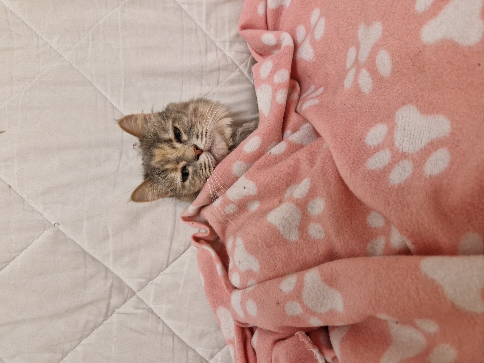 A cat is nestled under a pink blanket with white paw prints. The cat's face, mostly its eyes and forehead, are visible peeking out from the blanket. The background is a quilted white surface. The image was taken in Lovech, Bulgaria.