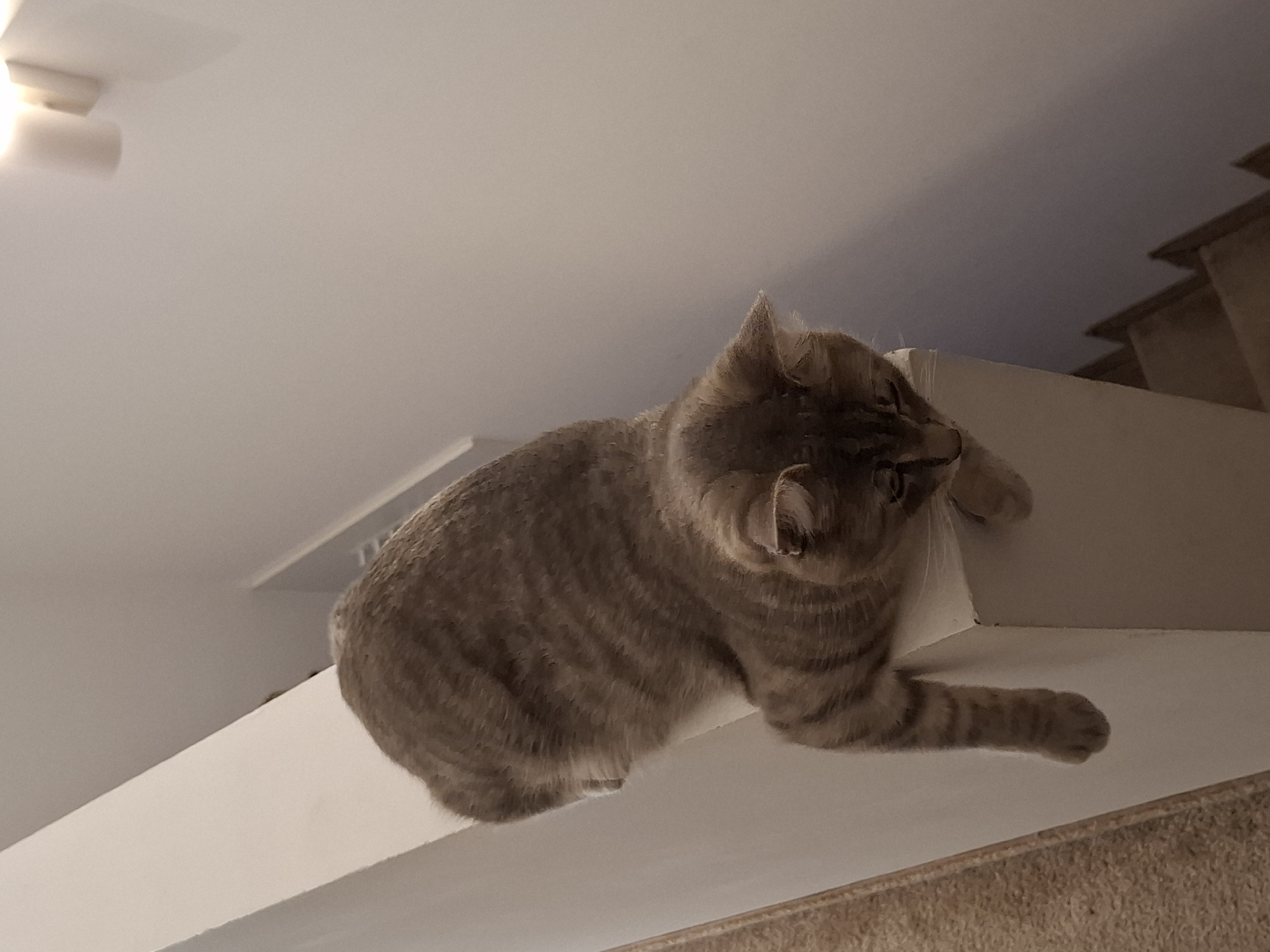 A tabby cat is perched precariously on a white railing, with one paw dangling over the edge. The cat is looking down, its gaze focused on something below. The railing appears to be part of a staircase. The background is a plain, light-colored wall. Two wall sconces are visible in the upper right corner of the image. The overall scene suggests a domestic indoor setting. There is no information available to indicate this scene is located in Zemun Urban Municipality, Serbia.