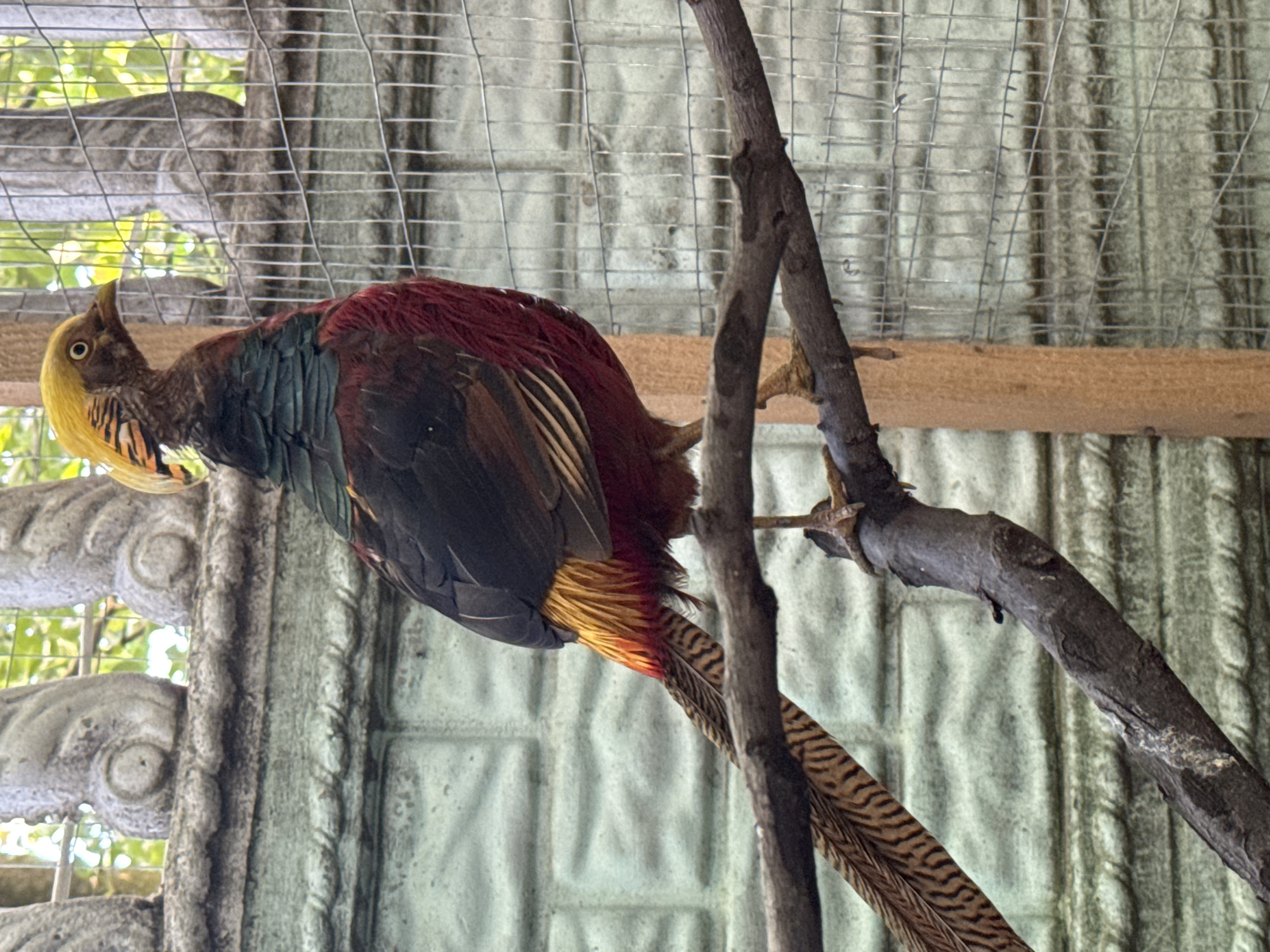 A Golden Pheasant is perched on a branch, its body angled downwards. The bird has a striking appearance with a bright yellow crest and a reddish-brown body with hints of green and black on its wings. Its tail feathers are long and patterned with dark stripes.
The bird is in an enclosure, suggested by the wire mesh visible in the background and to the left of the frame. The enclosure appears to be made of corrugated metal sheeting, which has a textured, light green hue. There is also a wooden beam running horizontally across the enclosure. To the far left, a decorative concrete structure with circular patterns is visible, hinting at a zoological or decorative setting. Green foliage is visible beyond the wire mesh, indicating an outdoor or semi-outdoor environment. The lighting suggests it is daytime, with natural light filtering into the enclosure. There is no visible text in the image. The scene appears to be located in Heniivka, Ukraine.