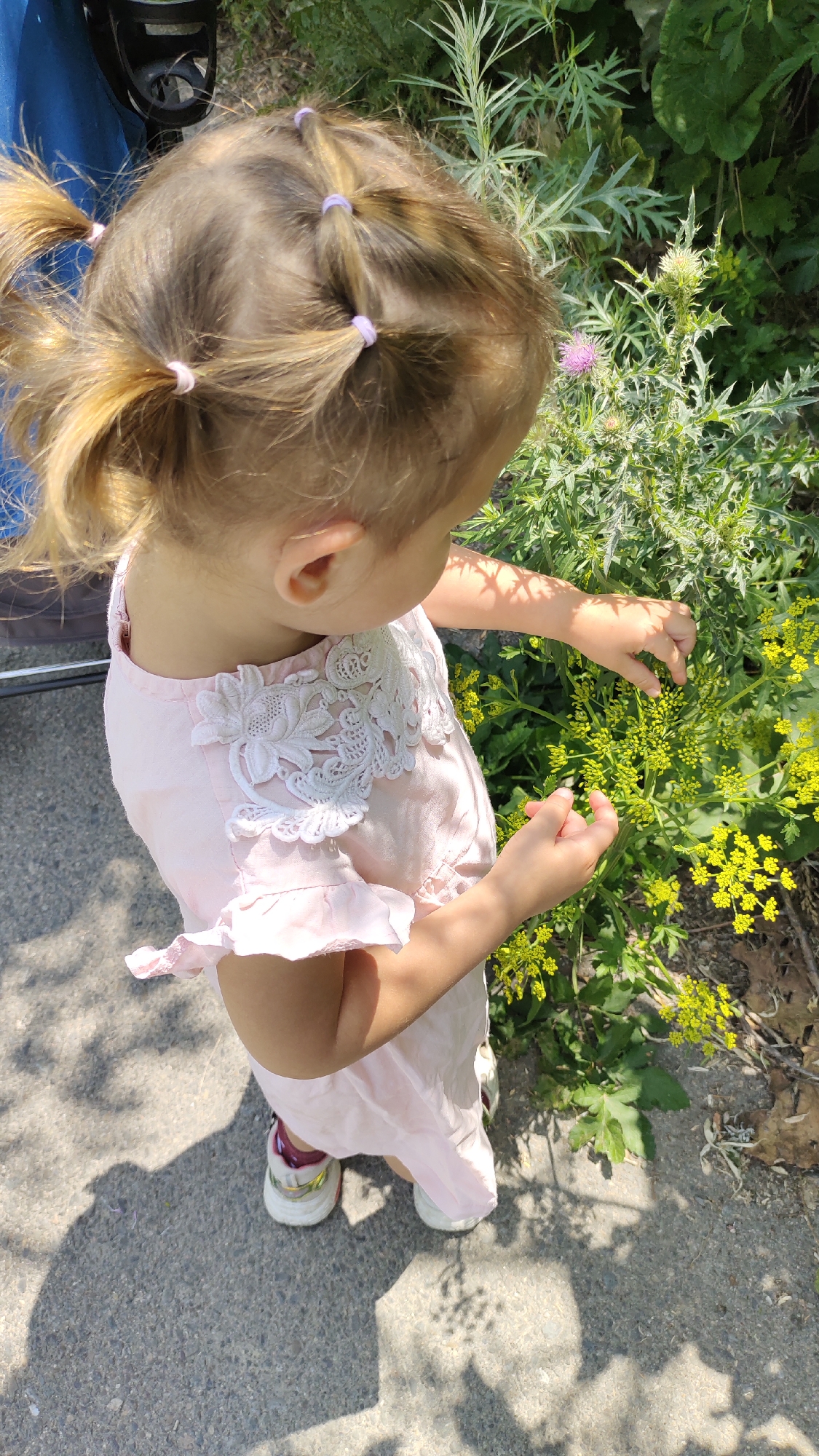 A young girl with blonde hair in multiple small ponytails, wearing a pink dress with white lace detailing on the collar and sleeves, and white sneakers with burgundy accents, is reaching out to touch a flowering plant with small yellow blossoms and spiky green leaves. She is standing on a paved surface, possibly a sidewalk or pathway, with dappled sunlight and shadows from overhead foliage falling on the ground. The background consists of lush green vegetation, including a thistle with a purple flower. The scene appears to be outdoors in a natural or semi-natural setting, possibly a park or garden.