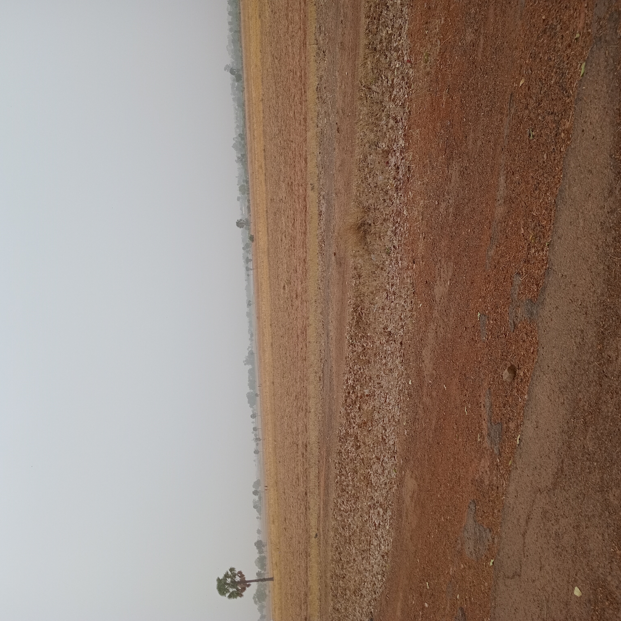The image depicts an agricultural landscape in Bomo, Nigeria, under a hazy or foggy sky. The dominant feature is a large, dry field covered in harvested stalks, suggesting a recent crop. The ground is brown and sparsely vegetated. A single palm tree stands out in the lower-left corner of the frame. A dirt path or road runs along the right edge of the image, composed of reddish-brown soil and scattered debris. No people, animals, or structures are discernible in the picture.