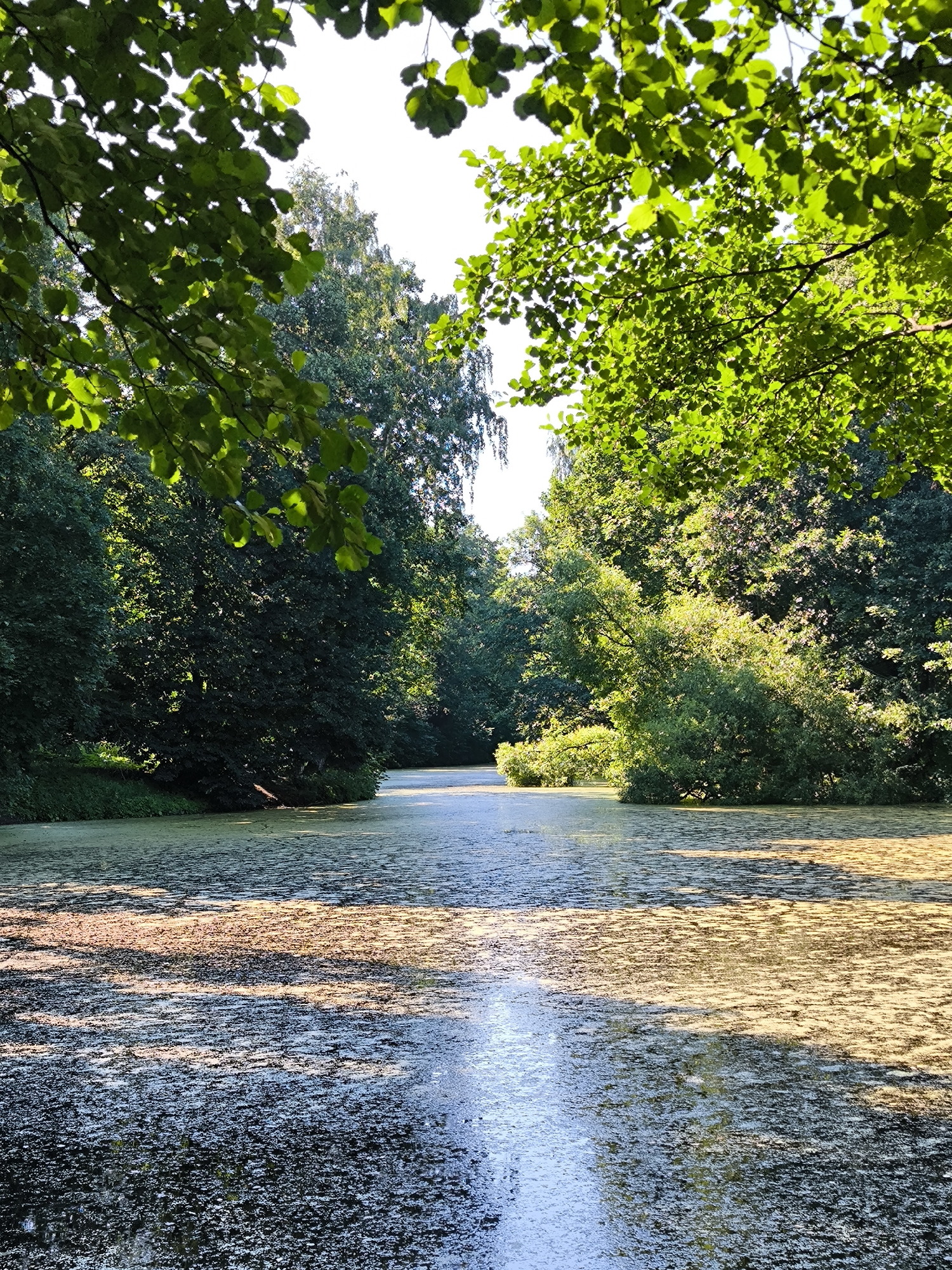 This is an eye-level, vertical, medium shot of a serene pond in a park, likely during the daytime given the bright sunlight filtering through the leaves. The pond is covered with a thick layer of green algae, giving it a textured, almost solid appearance, though ripples indicate it is water beneath. A narrow channel of open water reflects the sky and trees in a shimmering line down the center. Dense, lush green trees with full canopies line the banks of the pond, creating a natural, verdant enclosure. The leaves of branches in the foreground are sharply in focus, with sunlight dappling through them and casting shadows on the pond. The overall impression is one of natural beauty and tranquility. Given the context of Saint Petersburg, Russia, this could potentially be found in one of its many palace gardens, such as Catherine Park or Peterhof, known for their extensive water features and manicured landscapes.