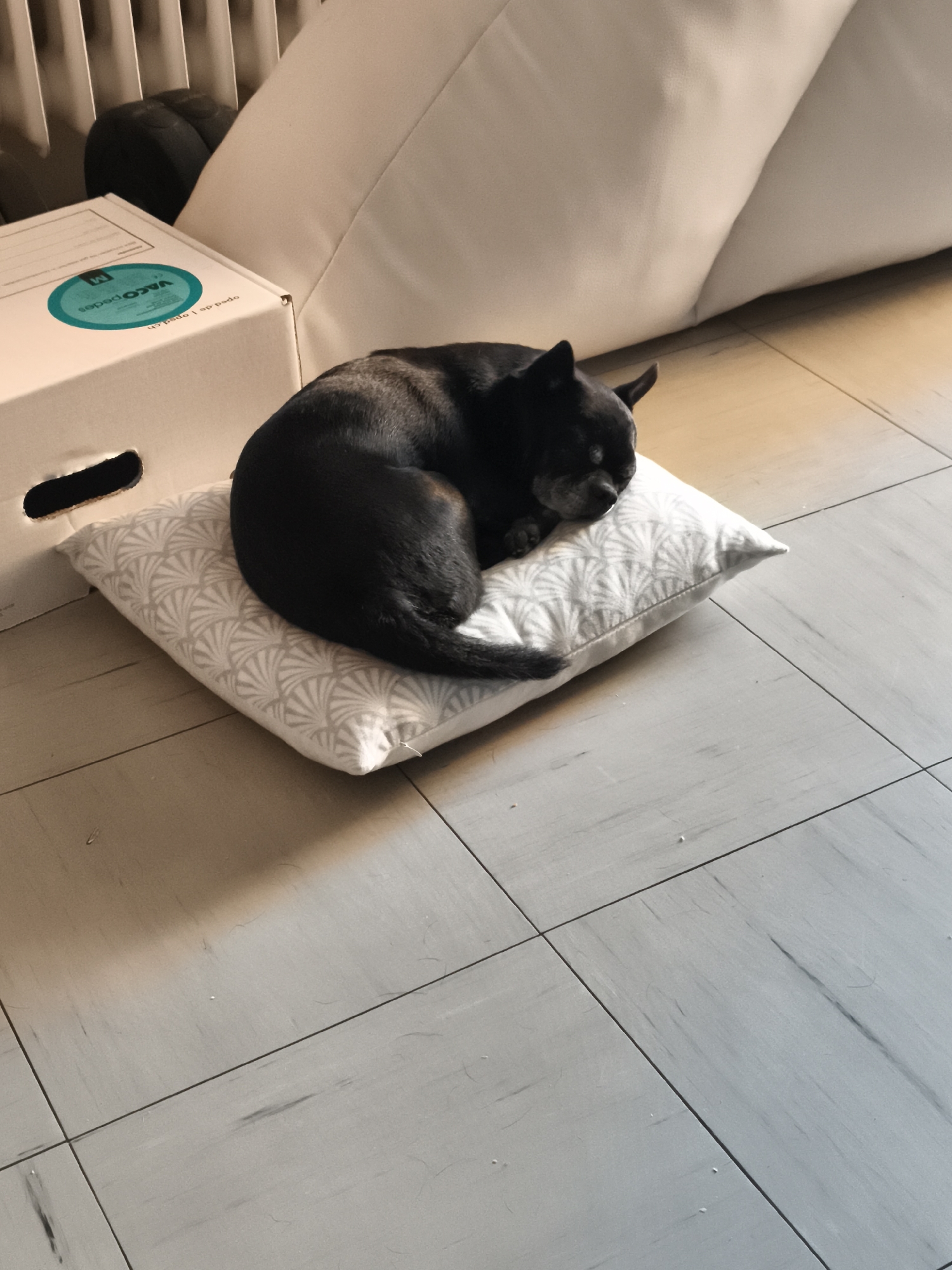 A black dog with grey fur around its muzzle is curled up asleep on a small, light-colored pillow with a grey geometric pattern. The pillow rests on a tiled floor with a light grey, wood-grain pattern. To the left of the pillow is a white cardboard box with a teal circular logo containing text in white. Behind the box and pillow, a portion of a white couch or large cushion is visible, and further back, a radiator with vertical slats. The lighting suggests an indoor environment, possibly a living room, during the daytime. The scene is devoid of any people.