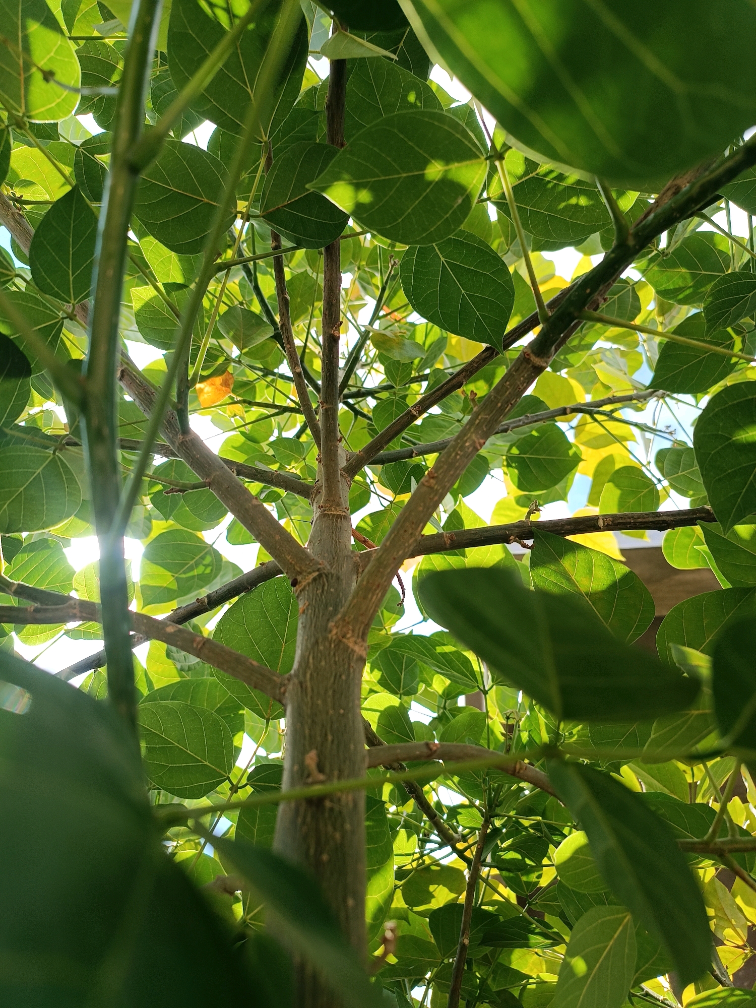 The image is a close-up, low-angle shot looking up through the branches and leaves of a tree. The sunlight filters through the translucent green leaves, creating dappled patterns of light and shadow. The tree has a textured, grayish-brown bark and appears to be in a natural, outdoor setting, likely within the city of Tabanan, Indonesia, given the lush vegetation. There are no people or visible structures in the frame, focusing solely on the organic elements of the tree and the play of light. The overall impression is one of natural beauty and tranquility.