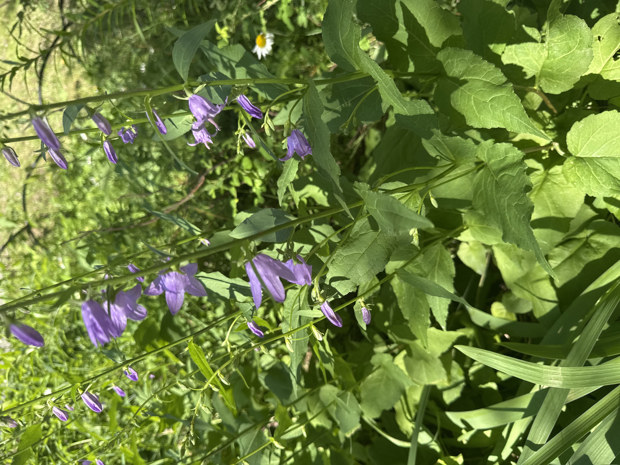 The image depicts a patch of wild bluebells blooming amongst lush green foliage under bright sunlight. The flowers are bell-shaped and a vibrant purple hue, with some buds still closed. The surrounding vegetation is dense and varied, suggesting a natural setting. The presence of a single white daisy with a yellow center in the background adds a touch of contrast to the scene. The lighting suggests it is daytime, and the overall impression is one of natural beauty and growth. The image does not contain any elements that would place it specifically within the city of Surgut, Russia, or indicate any human presence or activity.
