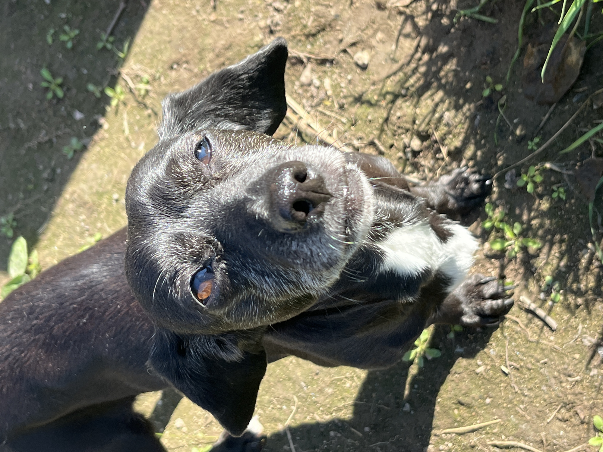 A black dog with white markings on its chest is looking up at the camera. The dog appears to be an older mixed breed, with graying fur around its muzzle and eyes. Its ears are long and floppy. The dog is standing on dry, dusty ground with some scattered green vegetation. The background is out of focus, showing more of the ground and some shadows cast by sunlight. The image does not contain information related to Nizhny Tagil, Russia.