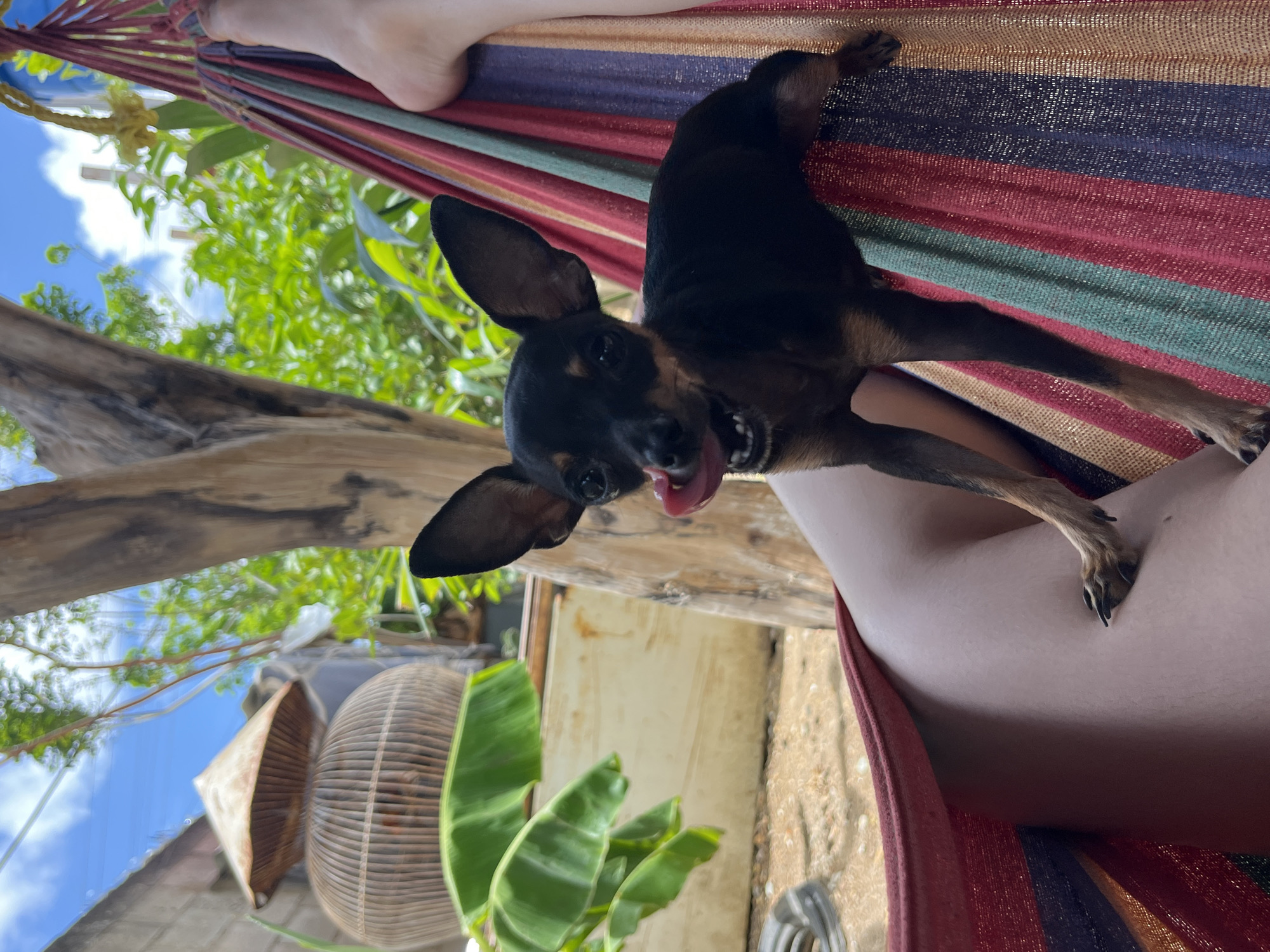 A small, black and tan dog with large ears is lying on a colorful striped hammock. The dog is in focus and appears to be panting with its tongue out. The hammock is suspended outdoors, with lush green foliage and a bright blue sky with white clouds visible in the background. To the left, a large, woven, conical object, possibly a birdcage or decorative item, sits on the ground next to a broad green leaf. A section of a person's leg, wearing light-colored shorts, is visible in the foreground, also resting in the hammock. The scene suggests a relaxed outdoor setting, likely in a tropical or subtropical environment. This scene is located in Juan Griego, Venezuela.