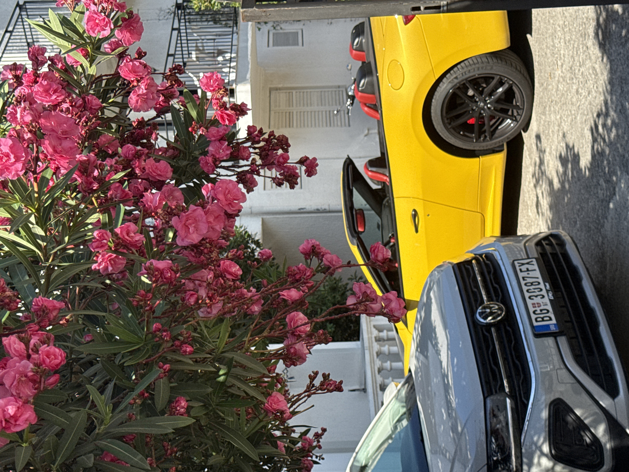 In Budva, Montenegro, a bright yellow convertible with red interior accents is parked on a paved surface. In front of it, a silver Volkswagen T-Cross is parked, displaying a license plate that reads "BG 3087 FX". The vehicles are partially obscured by lush pink oleander flowers and green leaves hanging from a tree above. The background shows a white building with dark shutters and railings, suggesting a residential or hotel area. The scene is illuminated by sunlight, casting shadows on the ground. There are no people visible in the image.