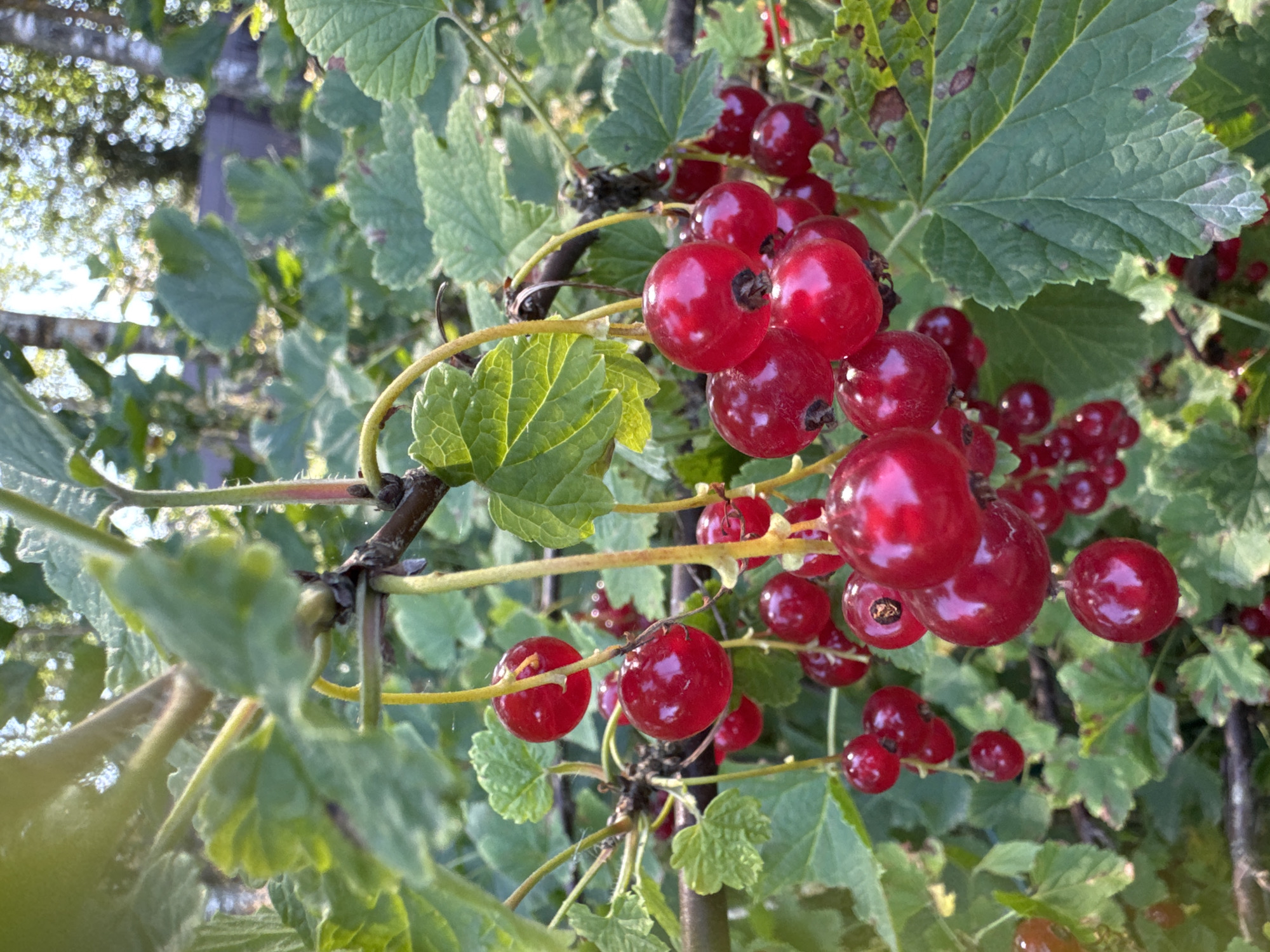 The image shows a cluster of ripe red currants on a branch in a garden. The currants are round and a deep red color, with some appearing slightly translucent. They are attached to thin yellow stems, which in turn are connected to a thicker, woody branch. Lush green leaves with a textured surface surround the berries. In the background, the scene is blurred, with hints of other foliage and the dappled sunlight filtering through trees, suggesting an outdoor setting. The overall impression is one of a healthy, natural growth of fruit-bearing plants. While the image depicts a common garden scene, specific details about its location in Steklyannyi, Russia, such as architectural features or distinct landmarks, are not present in the visual information provided.