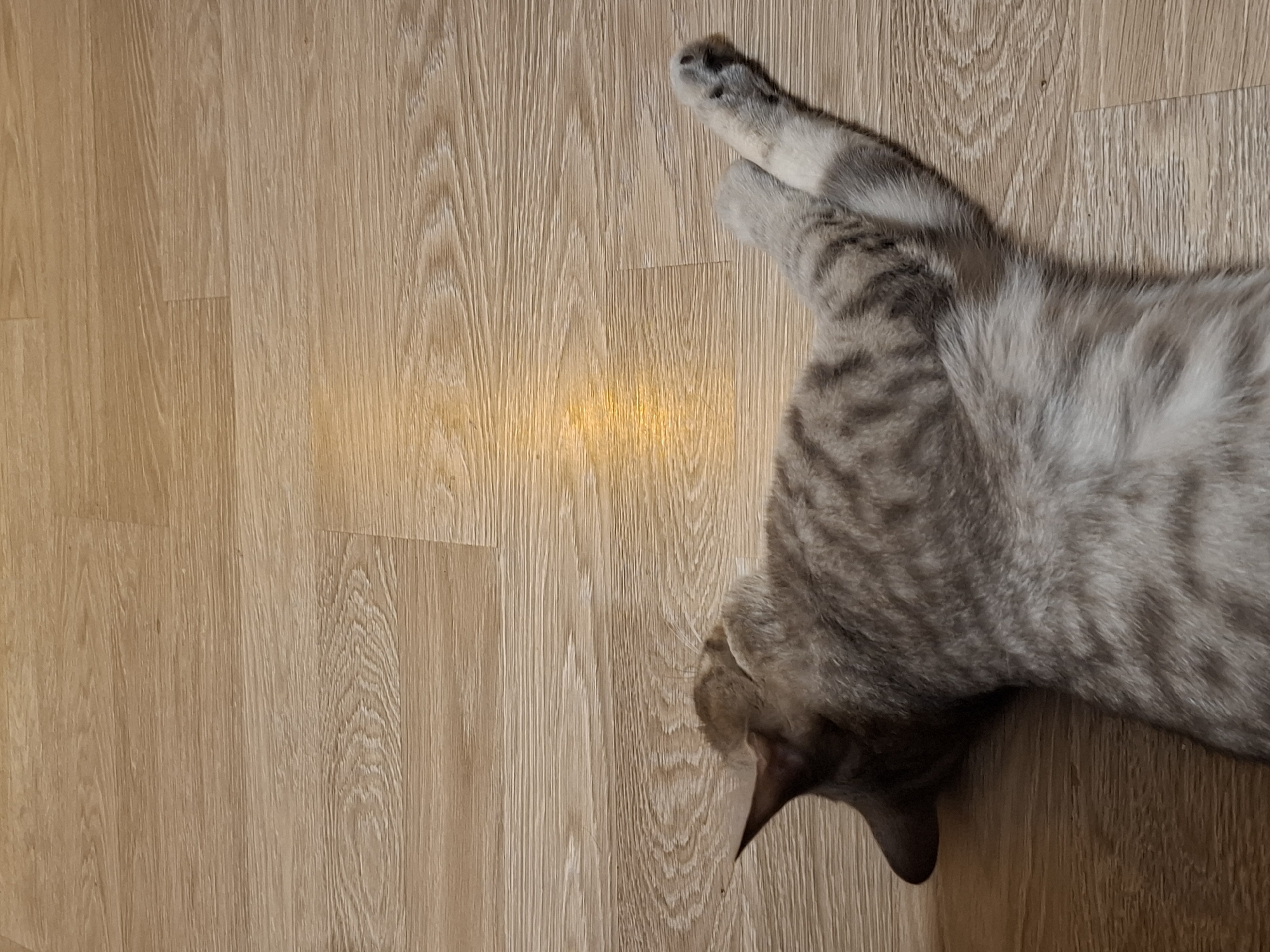The image shows a grey tabby cat lying on its back on a light-colored laminate floor. The cat is in the lower half of the frame, with its head turned to the left and its paws extended. There is a patch of yellow light on the floor above the cat, possibly from a window or lamp. The floor has a wood grain pattern. The image was taken in Zemun, Serbia.