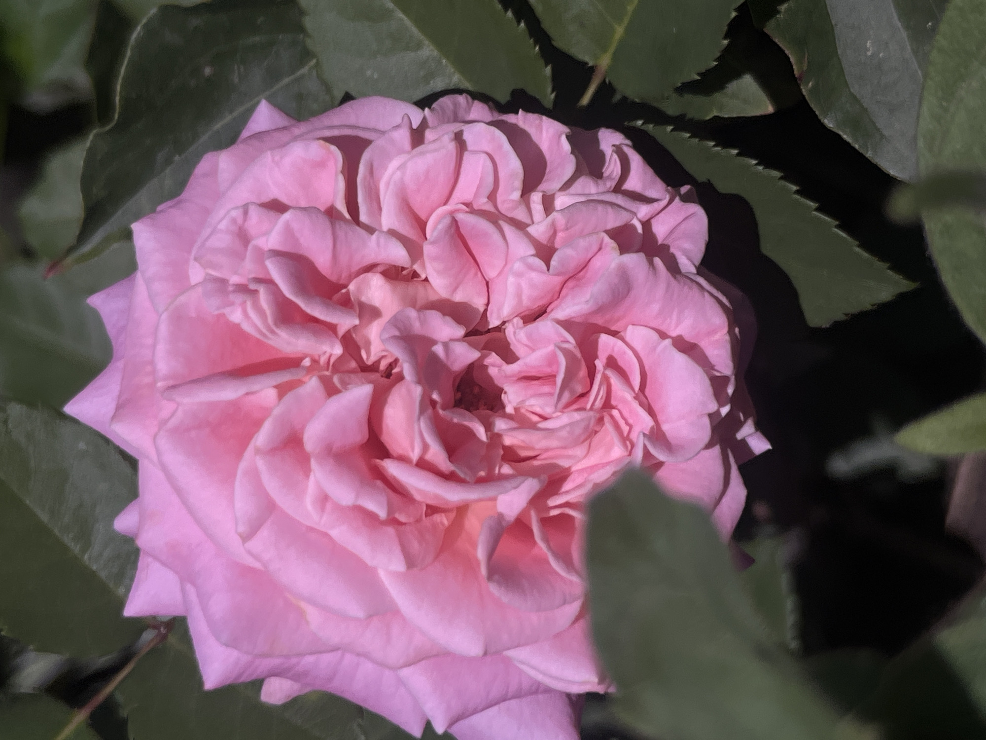 A close-up, overhead shot captures a vibrant pink rose in full bloom, its petals intricately layered and unfurling towards the center. The rose is nestled amongst dark green leaves, some of which are blurred and out of focus, creating a sense of depth. The lighting suggests it is daytime, with sunlight casting soft shadows on the petals and highlighting their delicate texture. The scene evokes a sense of natural beauty and tranquility. The image appears to be taken outdoors, possibly in a garden, given the presence of the rose and foliage. There is no visible text in the image. The context of Tikhoretsk, Russia, does not provide any specific visual cues within the image itself.