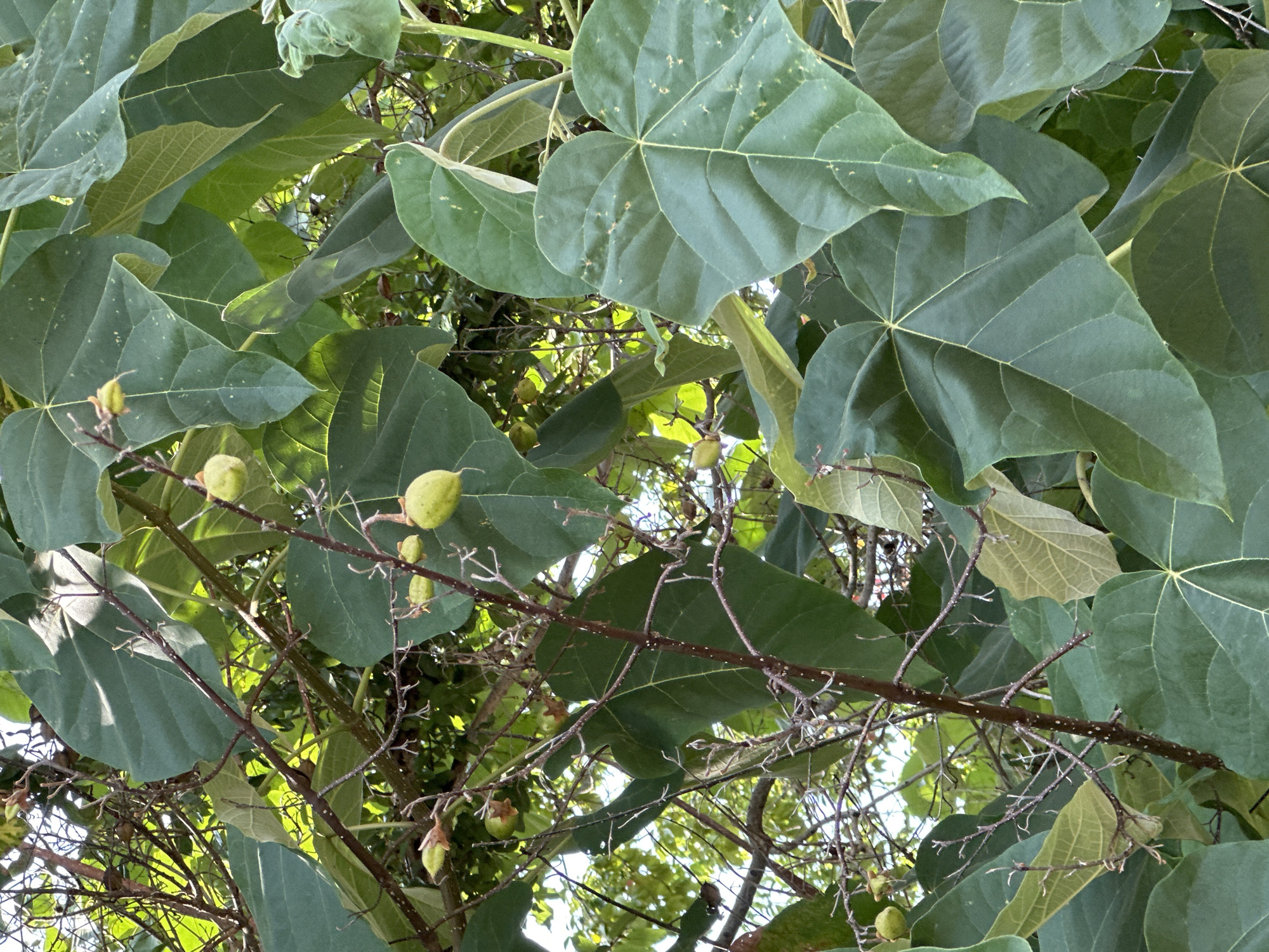 This is a close-up, eye-level shot of the branches and large, green leaves of a tree, possibly a tropical or subtropical species, with several small, pale green, oblong fruits hanging from thin stems. The branches are thin and brown, with some dried, leafless twigs. The leaves are broad, heart-shaped, and veined, with some showing lighter green coloration. Sunlight filters through the canopy, creating highlights and shadows. The background consists of more foliage and the bright sky. The scene appears to be outdoors, in a verdant area, consistent with the subtropical climate of Sochi, Russia. There are no people or animals visible in the image. The overall impression is a natural, botanical scene, possibly in a park or garden.
