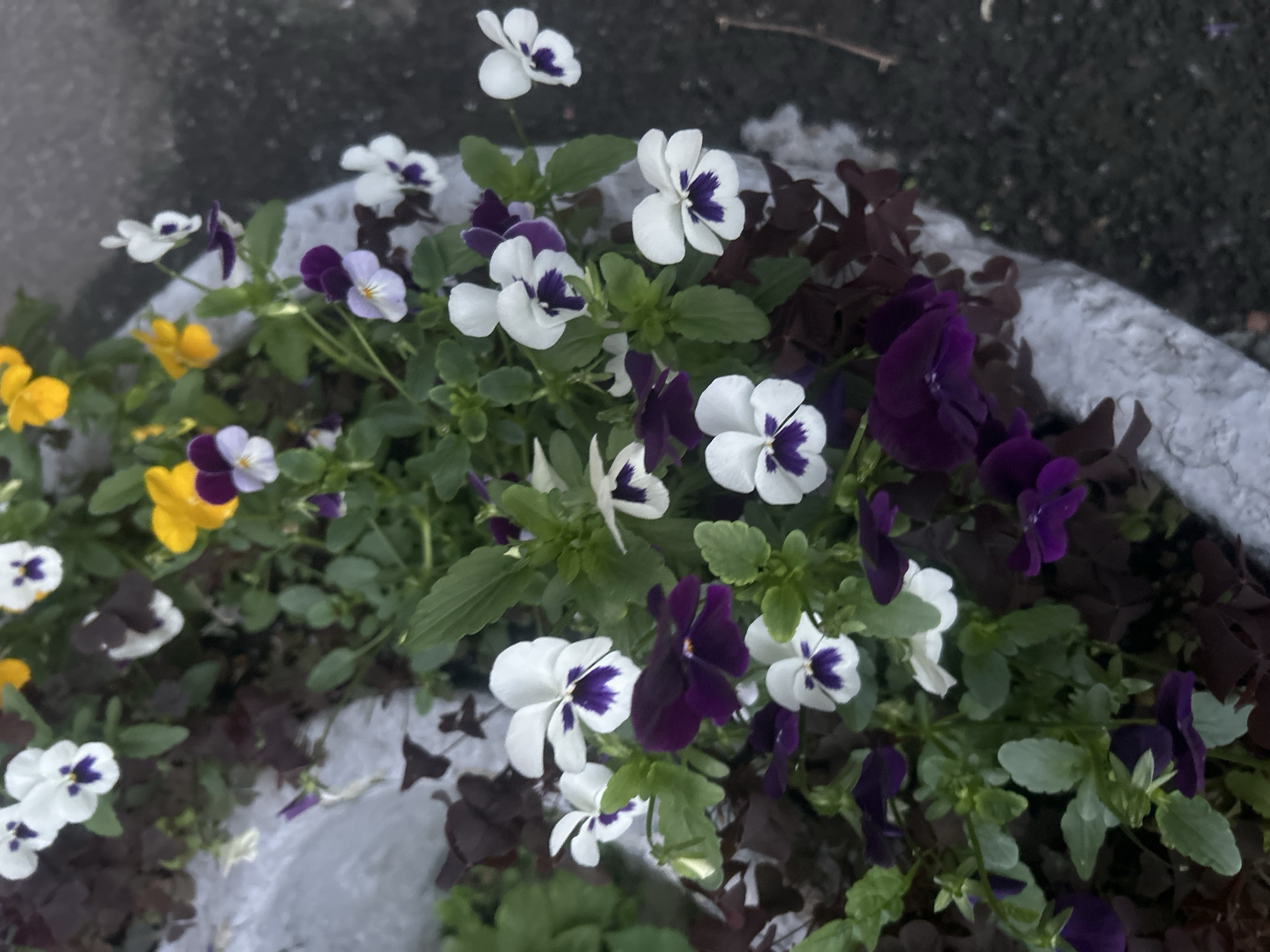 A close-up, vertical shot focuses on a planter filled with a variety of colorful pansies. The flowers are predominantly white with deep purple centers, but there are also vibrant yellow and deep purple varieties present. The pansies are densely packed, with some blooming upwards and others cascading over the edge of the planter. The planter itself appears to be made of a rough, textured material, possibly concrete or stone, and is light in color. Dark, almost black, foliage is interspersed among the flowers, adding depth and contrast to the scene. The background consists of a textured, dark gray surface, possibly asphalt or pavement, suggesting an outdoor urban setting. The lighting is somewhat dim, with soft shadows indicating an overcast day or late afternoon sun. There are no people or animals visible in the image. The overall impression is of a decorative planting in a public space, such as a park, street, or garden area in Saint Petersburg, Russia.