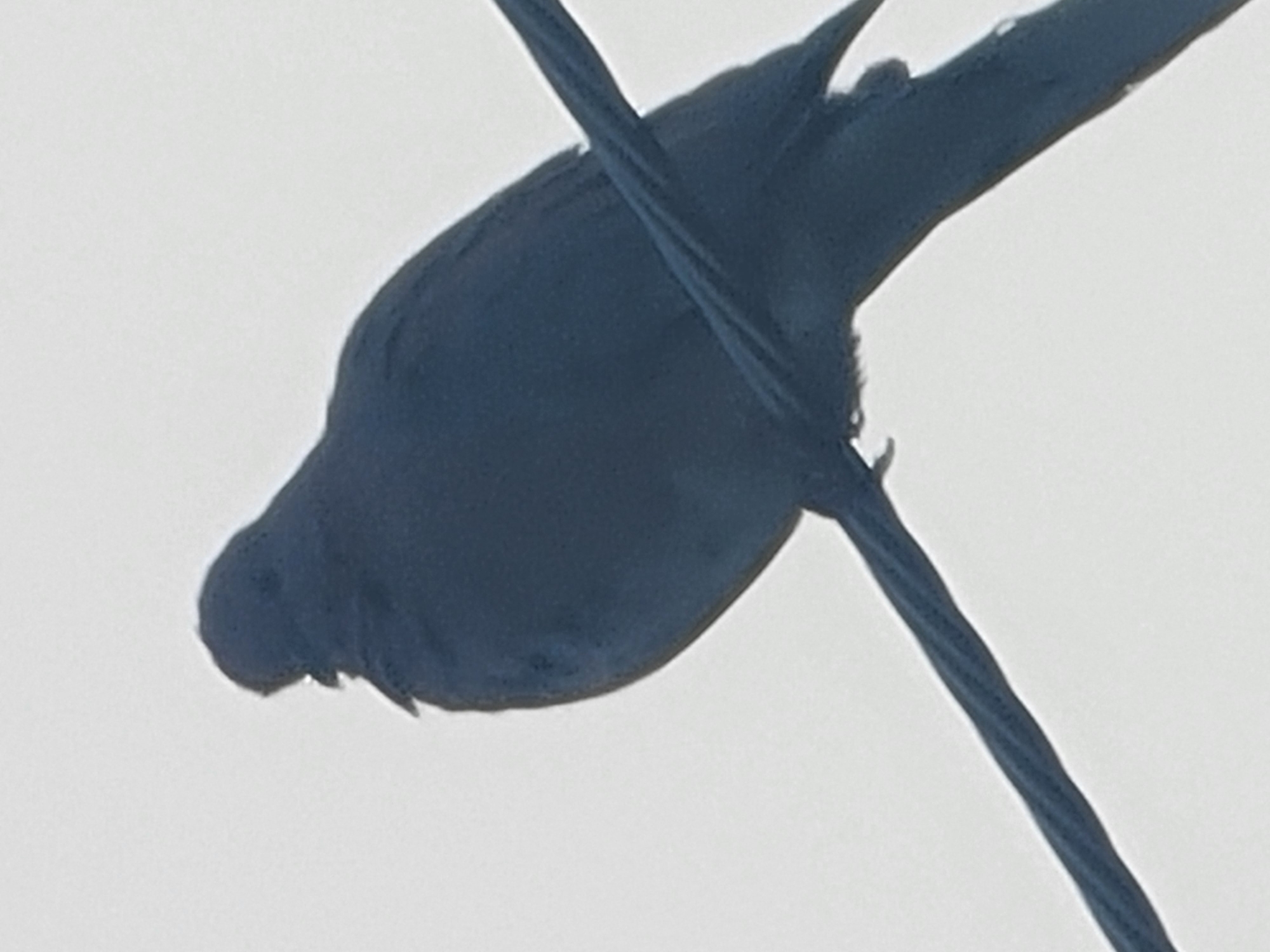 A dark, silhouetted bird is perched on a power line against a pale, overcast sky. The bird is facing left, with its head slightly lowered. Its plumage is uniformly dark, appearing almost black in the low light. The power line it sits on is a dark, angled cable. The background is a featureless expanse of light gray, suggesting an outdoor setting, possibly in Barakin Akawo, Nigeria, where power lines are a common sight. No people or other objects are visible in the frame.