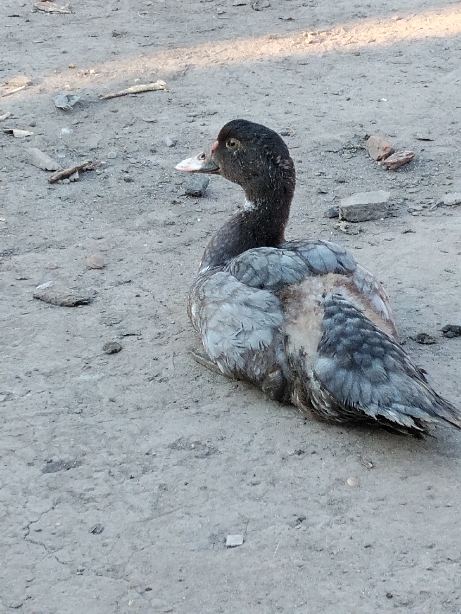 A dark-feathered duck is resting on the dusty, cracked ground of Ustyvytsia, Ukraine. The duck's feathers are a mix of dark grey and lighter grey, with some patches appearing lighter brown or tan. Its beak is pink and white. The ground is composed of dirt and small pebbles, with a few larger stones and pieces of debris scattered around. The lighting suggests it is daytime, with sunlight casting shadows.