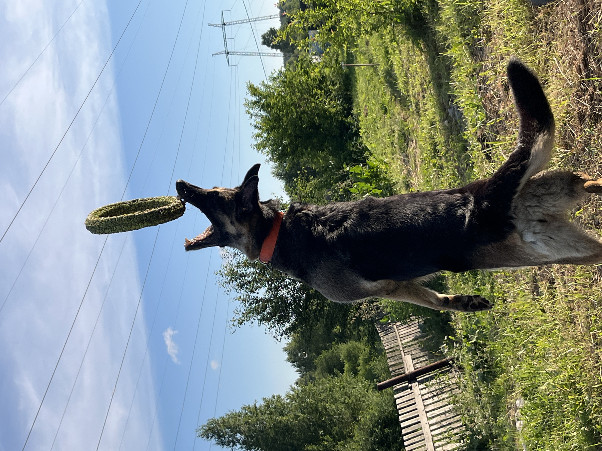 A German Shepherd dog is captured mid-air, catching a circular, green chew toy. The dog is wearing an orange collar. The background depicts a sunny day with a clear blue sky and tall green trees. Electrical power lines stretch across the sky, with large metal towers visible in the distance. A wooden fence is partially visible in the lower right of the frame. The scene appears to be an outdoor, rural setting. The dog's mouth is open, and its ears are perked, suggesting an active and engaged moment of play. The overall mood is energetic and playful. The photo was taken in Nizhny Tagil, Russia.