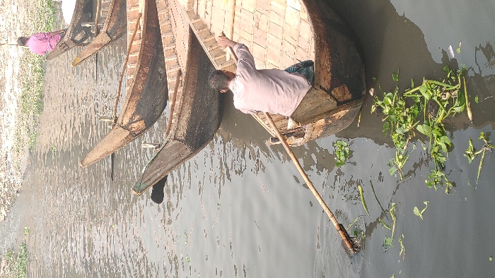 Several wooden boats line a waterway. One boat holds a man wearing a light-colored shirt, using a long pole to maneuver. The water is slightly murky, and aquatic vegetation floats near the edge of the boat. The bank of the waterway is visible in the background, with vegetation along the shoreline.