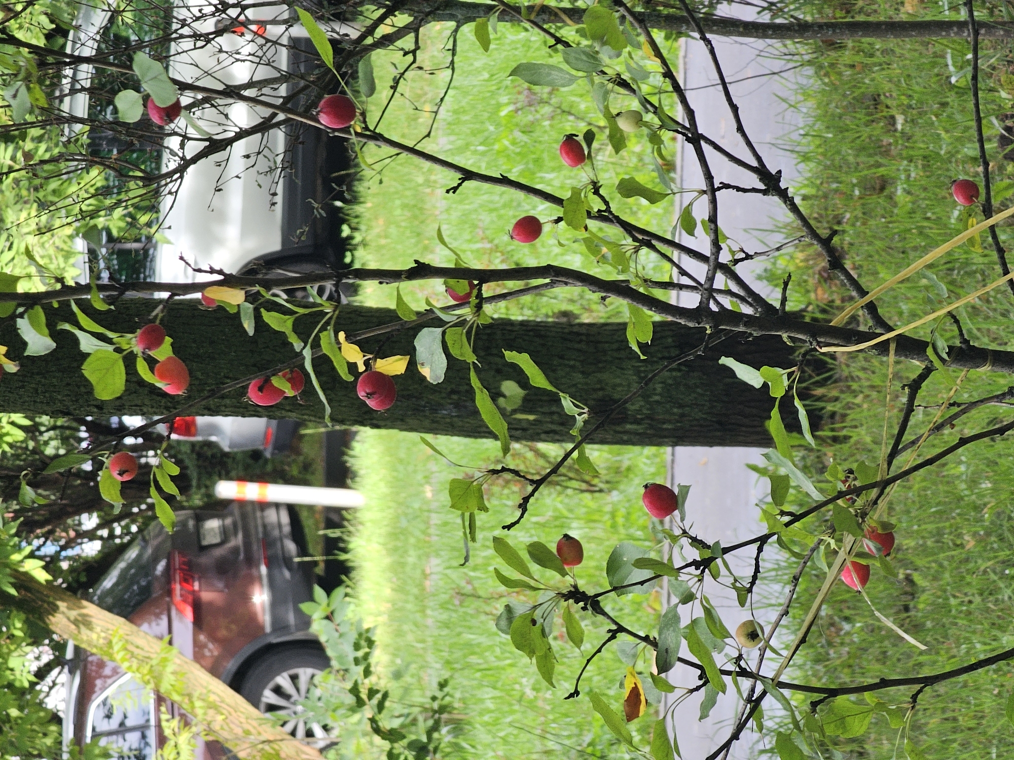 The image shows a close-up of a tree with small red fruits, possibly crabapples, in the foreground. The tree is set against a blurred background of green grass and two parked cars. One car is a dark red SUV, and the other is a white car. A white pole with orange stripes is visible between the cars. The scene appears to be in a residential area, possibly a courtyard, in Khimki, Russia, given the context. The lighting suggests it is daytime, with soft, natural light. There are no people or animals visible in the image. The focus is on the tree's branches and its red fruits.