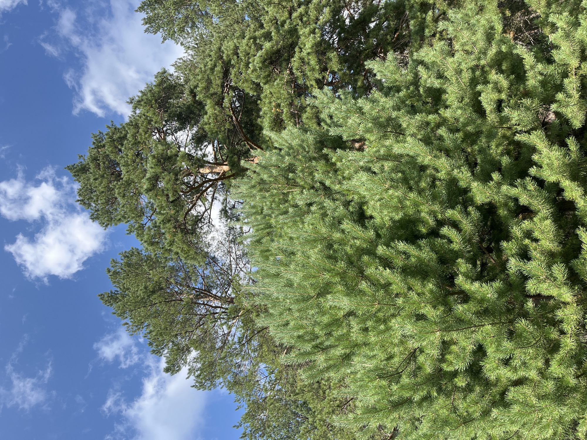 The image depicts a cluster of tall pine trees against a bright blue sky with scattered white clouds. The foreground is dominated by the dense, green needles of a young pine tree, filling the bottom half of the frame. Behind it, older, larger pine trees with rough bark and sparser foliage are visible, reaching towards the sky. The lighting suggests a sunny day, with light filtering through the branches. There are no people or animals present in the image. This scene is consistent with natural forest areas that can be found within or on the outskirts of the city of Nizhny Tagil, Russia, such as those near the Tagil Pond or in the surrounding coniferous forests.