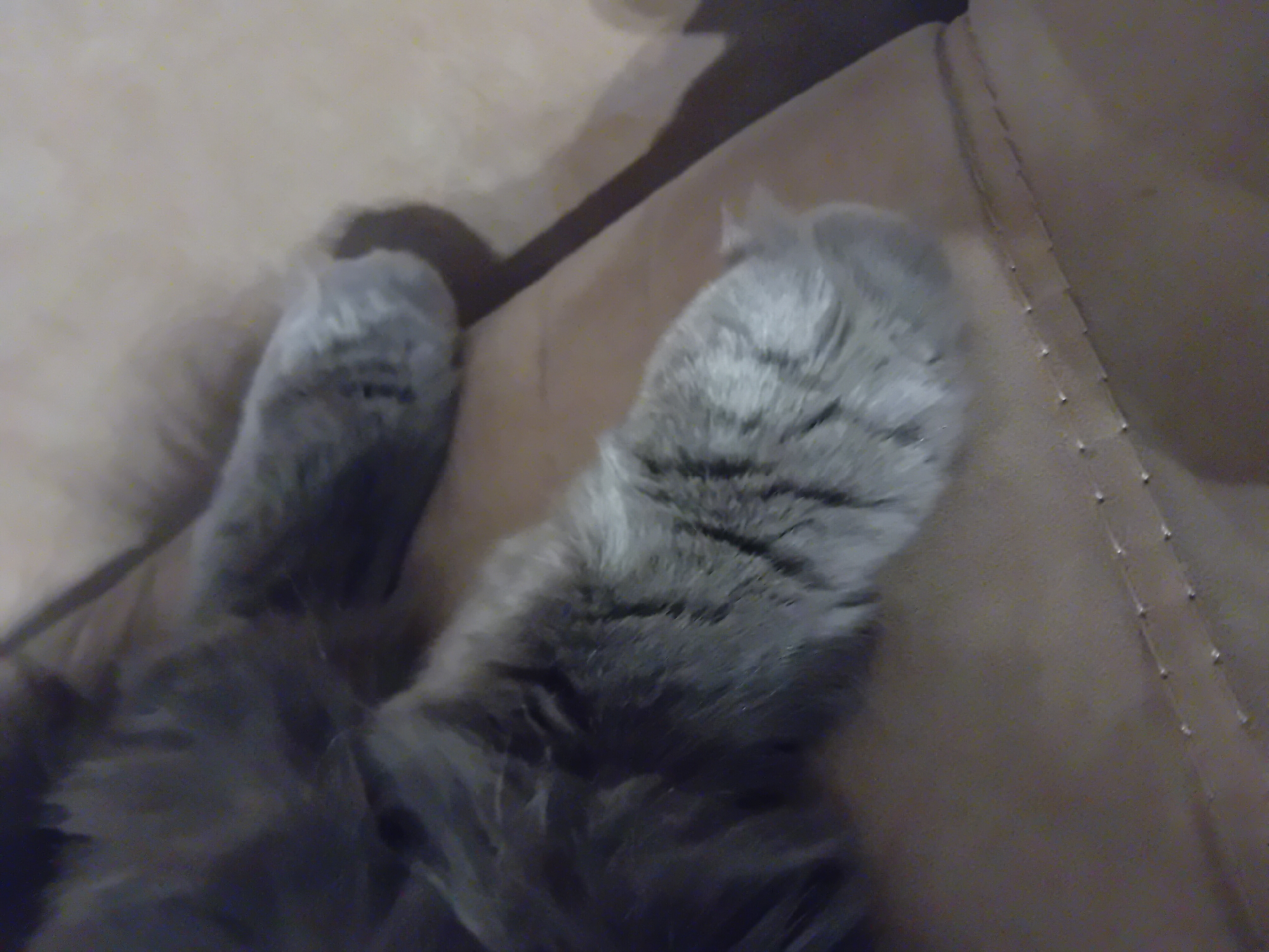 The image shows a close-up of a gray cat's paws resting on a brown surface, likely a sofa or cushion. The cat's fur is long and fluffy, and its paws are padded and have visible claws. The surface has a textured appearance and some visible stitching, suggesting it is upholstery. There are shadows cast on the surface, indicating a light source from the side. The image does not provide any information about the location in the city of Chuhuiv, Ukraine.