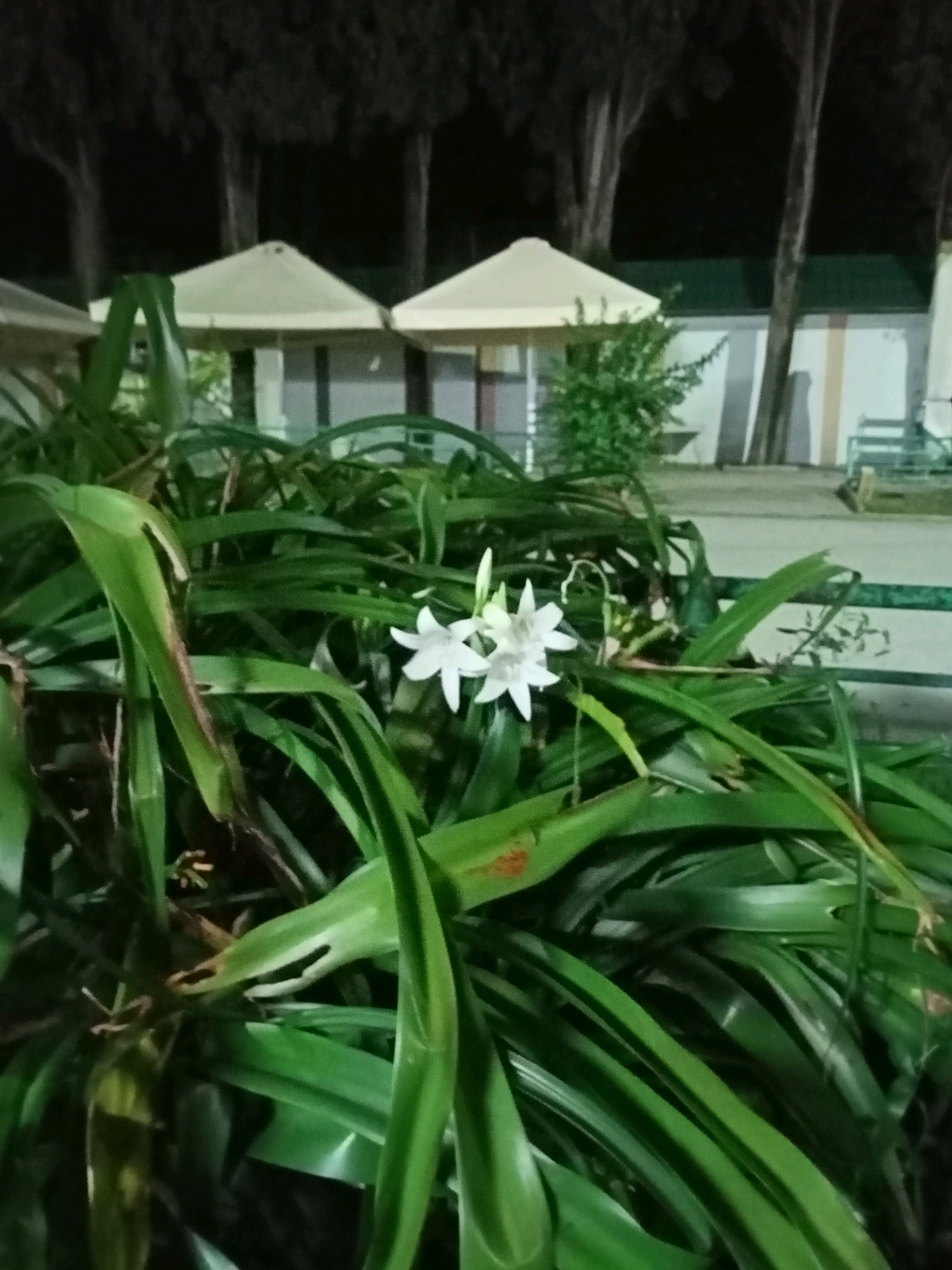 The image shows a close-up of lush green foliage in the foreground, with two delicate white flowers in bloom. Behind the plants, several structures with beige peaked roofs are visible, suggesting a public space or resort area. Tall, dark trees form a backdrop against a dark night sky. The environment appears to be outdoors, with the lighting indicating it is nighttime. The overall scene is serene and natural, with a hint of man-made structures in the background. The location is identified as Tsandrypsh, Abkhazia.