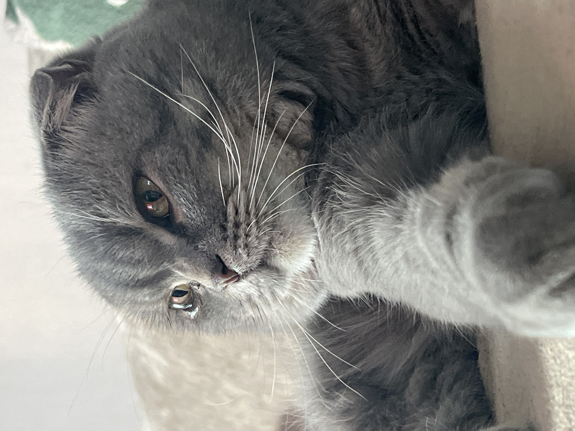 This is a close-up, eye-level, medium shot of a grey Scottish Fold cat lying down. The cat is positioned in the center of the frame, with its head turned to the left and its body extending out of frame to the right. The cat's fur is a soft grey, with lighter grey markings around its face and ears. Its eyes are a light brown and appear slightly watery. Its whiskers are long and white, fanning out from its nose. The cat is lying on a light-colored, textured surface, possibly a sofa or carpet. The background is blurred and out of focus, with hints of a light-colored wall and a green patterned object on the right. There is no indication of the location in Votkinsk, Russia, or any other specific geographical details. The image focuses solely on the cat.