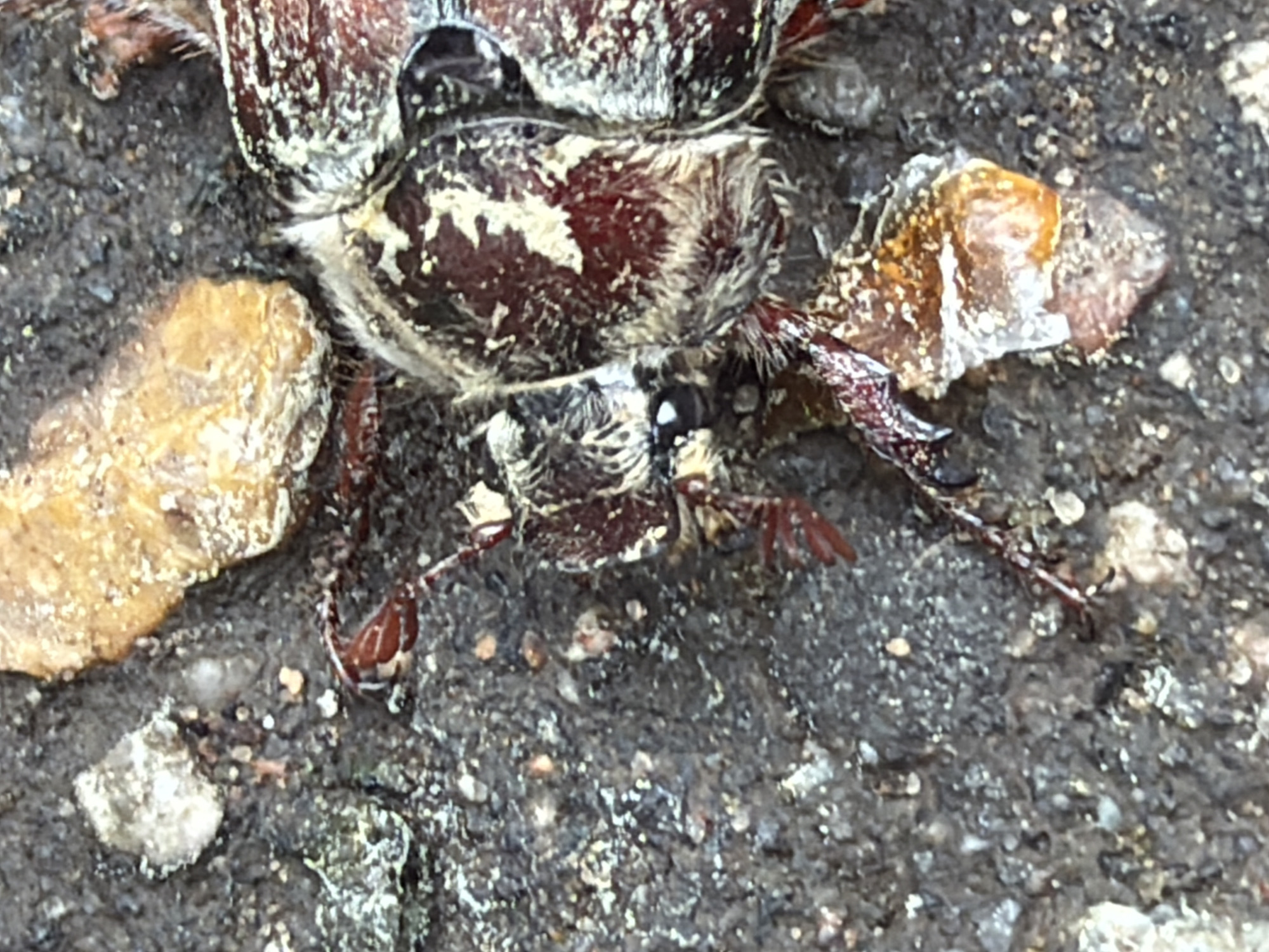 A close-up photograph depicts a dead or immobile insect, likely a beetle, lying on a rough, grey surface, which appears to be asphalt or concrete. The insect has a dark, mottled body with patches of white and brown. The legs are visible, bent and stiff. There are small, irregular rocks or debris scattered around the insect. Based on the provided information, the location of the photo is in Moscow, Russia.