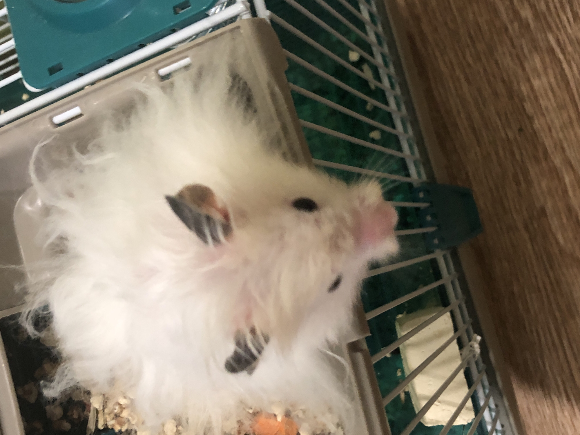 A fluffy white hamster with dark markings on its ears is inside a plastic and wire cage. The hamster's nose is pink and it is looking down. The cage contains wood shavings and a small orange object, possibly food. The cage sits on a wooden surface. There is no visible indication of the location in Solikamsk, Russia.