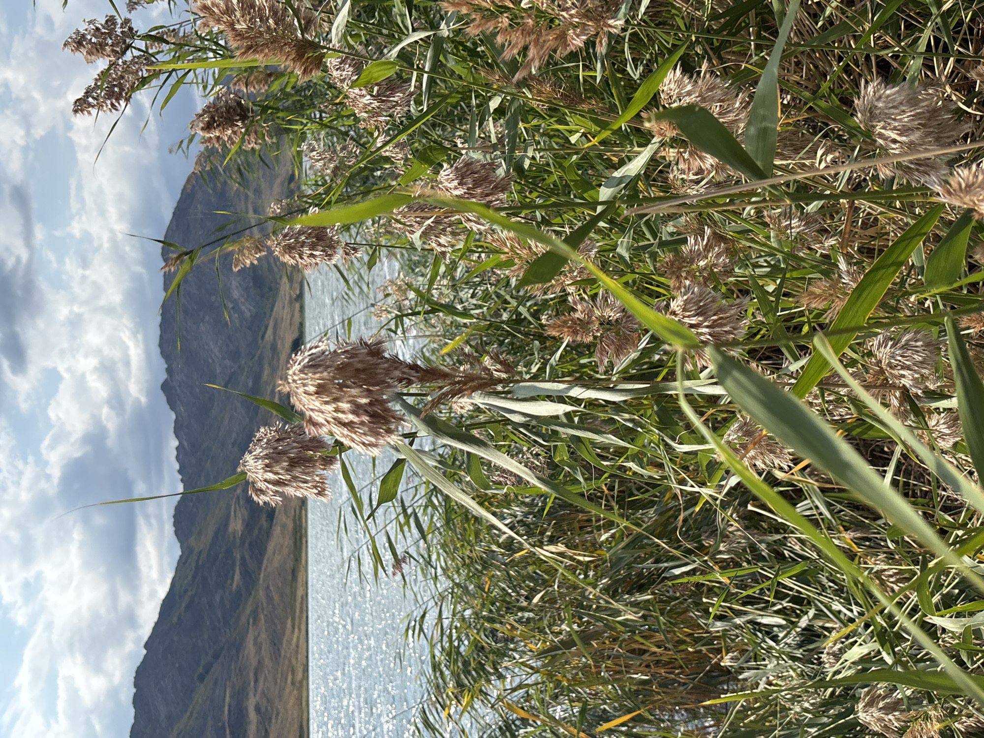 The image captures a close-up view of tall reeds with fluffy, brown seed heads, bordering a shimmering body of water. Beyond the reeds, rolling, arid hills form the background under a sky with scattered clouds. The scene appears to be a natural landscape, likely a lakeside or riverbank, consistent with the natural environment surrounding Arshaly rural district in Kazakhstan. There are no people or animals visible in the image.