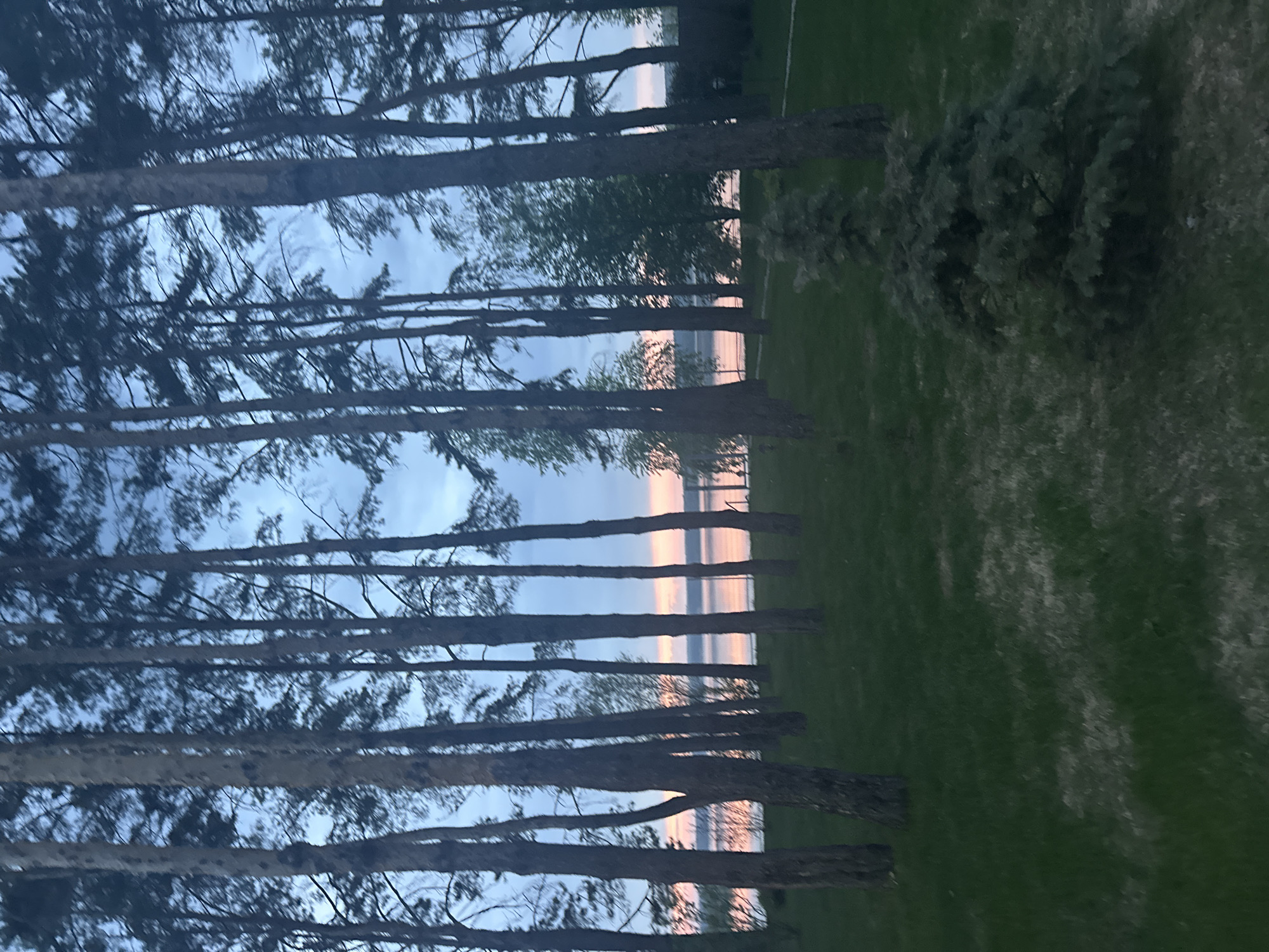 The image shows a view through tall, thin trees toward a body of water at dusk. The scene appears to be taken from a grassy area. The sky is visible between the trees, reflecting pink and orange hues on the water.