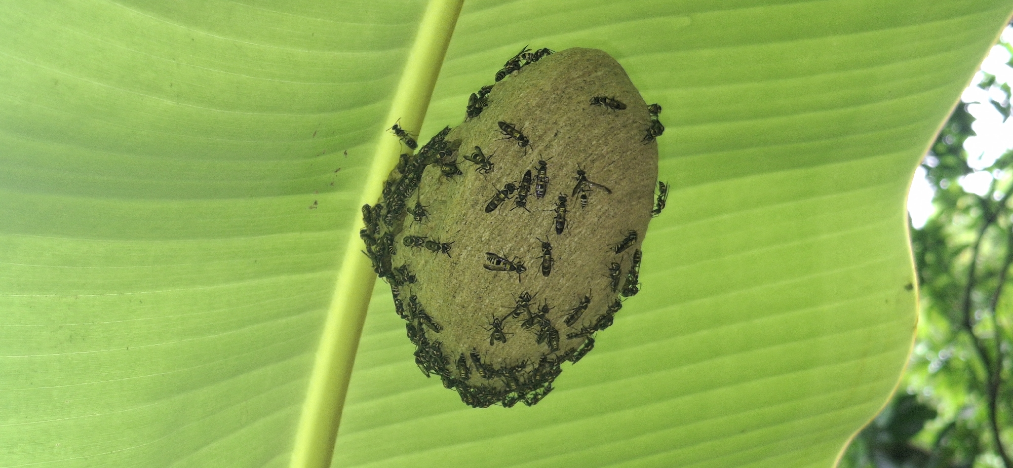 In Vallecito, Venezuela, a wasp nest is attached to a large, green, ribbed leaf, possibly from a banana plant. A yellow stem runs diagonally behind the nest. The nest itself is oval-shaped and appears to be constructed of papery material. Numerous wasps, predominantly black and yellow, are visible on the surface of the nest and clustered around its edges. Some wasps are in flight or perched on the leaf and stem. The background consists of the bright green leaf and the blurred greenery and sky of an outdoor environment.
