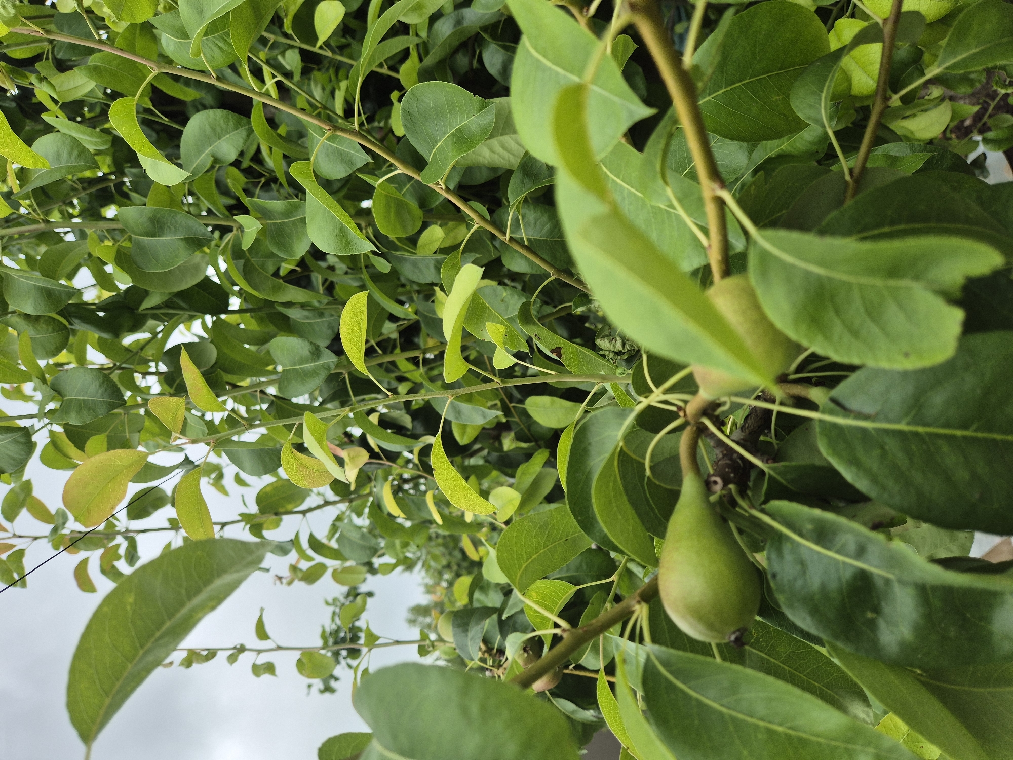 A close-up, low-angle shot captures a pear tree with unripe pears and lush green leaves against a cloudy sky. The foreground is dominated by the dark green leaves and thin branches of the tree, with two small, green pears visible on a branch to the left. The pears are elongated and tapered, with one in sharper focus than the other. The background consists of more dense foliage and a hazy, overcast sky. The image appears to be taken outdoors, likely in a garden or orchard setting, given the presence of fruit-bearing trees. There are no people or animals present in the image. The overall impression is one of natural growth and the early stages of fruit development.