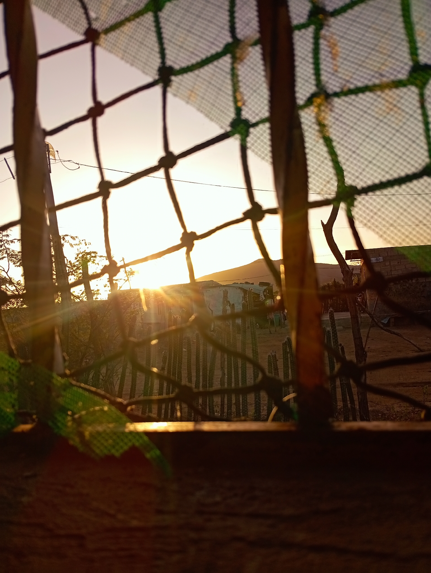 This is a medium shot, eye-level, outdoor photograph captured during sunset, likely in Altagracia, Venezuela. The foreground is dominated by a dark, rough-textured surface, possibly a wooden ledge or windowsill, with a broken green net draped over it. A mesh fence with dark, knotted cord lines the middle ground, partially obscuring the scene beyond.
Through the fence, the setting sun casts a warm, golden light, creating strong lens flares and illuminating a rural landscape. In the mid-ground, several cacti stand upright in the dry, dusty earth. Behind them, a small, white, partially constructed building with a corrugated metal roof is visible, along with some scattered trees and vegetation. Further back, a chain-link fence runs horizontally, and beyond that, a distant hillside is silhouetted against the bright sky. The overall atmosphere is serene and somewhat rustic. There are no discernible people or animals in the frame. The image appears to be taken from a sheltered vantage point looking out into an open area.