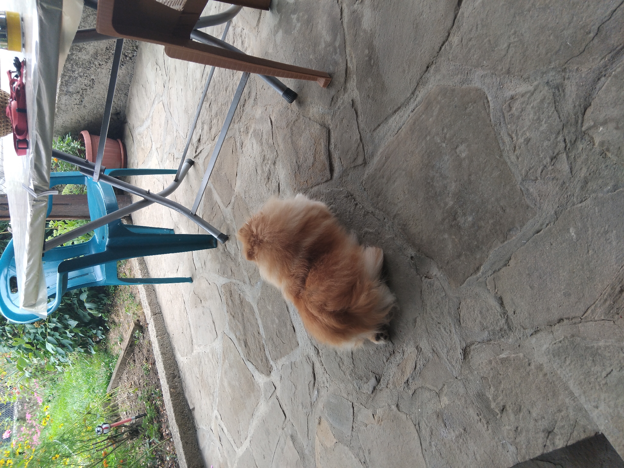 A small, fluffy, ginger-colored Pomeranian dog is lying on a paved patio area made of irregular flagstones. The dog is facing away from the camera, with its body curled up. In the background, there is a blue plastic chair and a metal-legged folding table covered with a white plastic sheet. Beyond the table and chair, there is a garden area with green foliage and some flowers. A terracotta pot with a plant is visible near the base of the table. The scene appears to be an outdoor seating area, possibly a backyard or a patio. The location is specified as Apriltsi, Bulgaria.