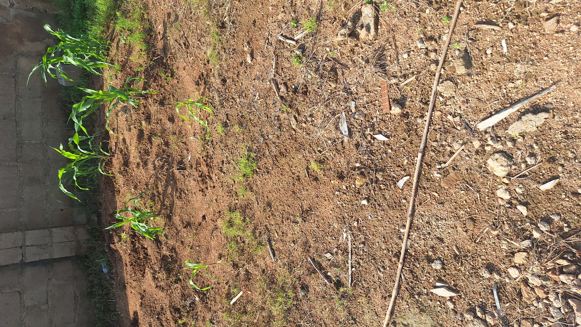 This media file depicts an outdoor scene with young corn plants growing in reddish-brown soil. The plants are arranged in a row along the left side of the image, with some appearing taller and more established than others. The soil is mostly bare, with small stones and dried plant debris scattered throughout. A long, thin stick or reed runs diagonally across the right side of the frame.
To the left of the corn plants, a brick wall or pathway is visible, suggesting a cultivated area or a border to a property. The lighting suggests it is daytime, likely morning or late afternoon, with the sun casting shadows and highlighting the textures of the soil and plants. The overall setting appears to be rural or agricultural, possibly a small farm or garden in Howayi, Nigeria. There are no people or animals visible in the frame, and the focus is on the growth of the corn. The scene evokes a sense of natural growth and agricultural activity. No text is visible in the image.