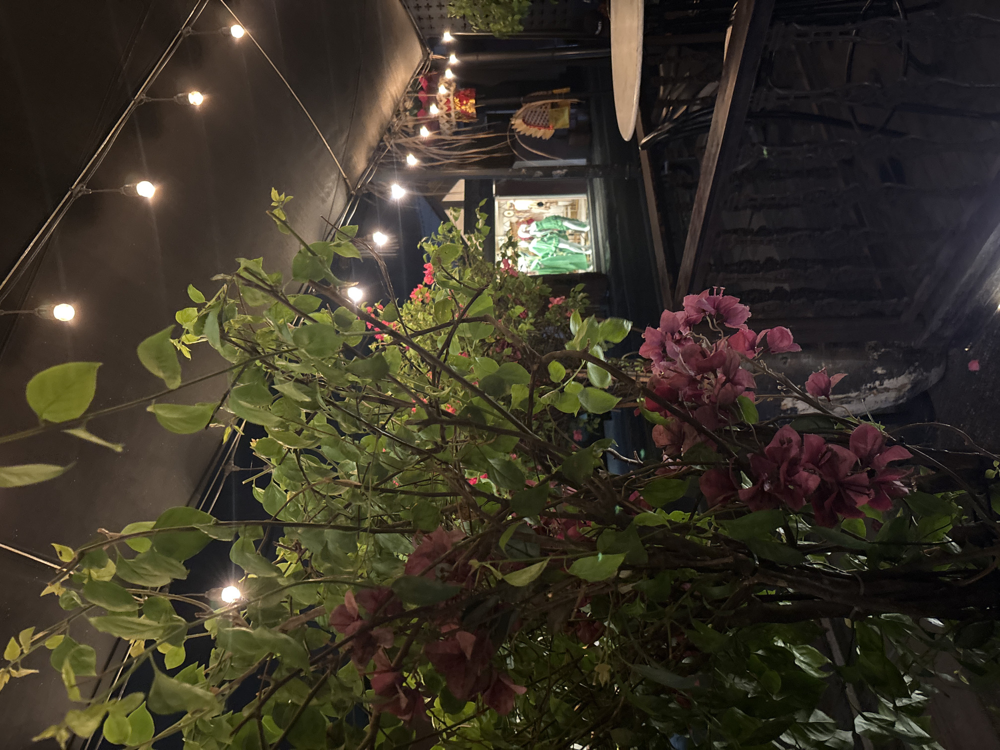 In North Kuta, Indonesia, a bougainvillea plant with lush green leaves and dark pink flowers dominates the foreground of this nighttime outdoor scene. The plant is situated on a balcony or terrace, indicated by a dark wooden railing in front of it. Beyond the railing, the environment suggests an establishment with an outdoor seating area, featuring a white circular table and chairs. In the background, a storefront is visible through glass, illuminated and displaying several mannequins dressed in green outfits. String lights are hung overhead, casting a warm glow across the scene. The overall atmosphere is dimly lit and serene, characteristic of an evening setting in a tropical location.