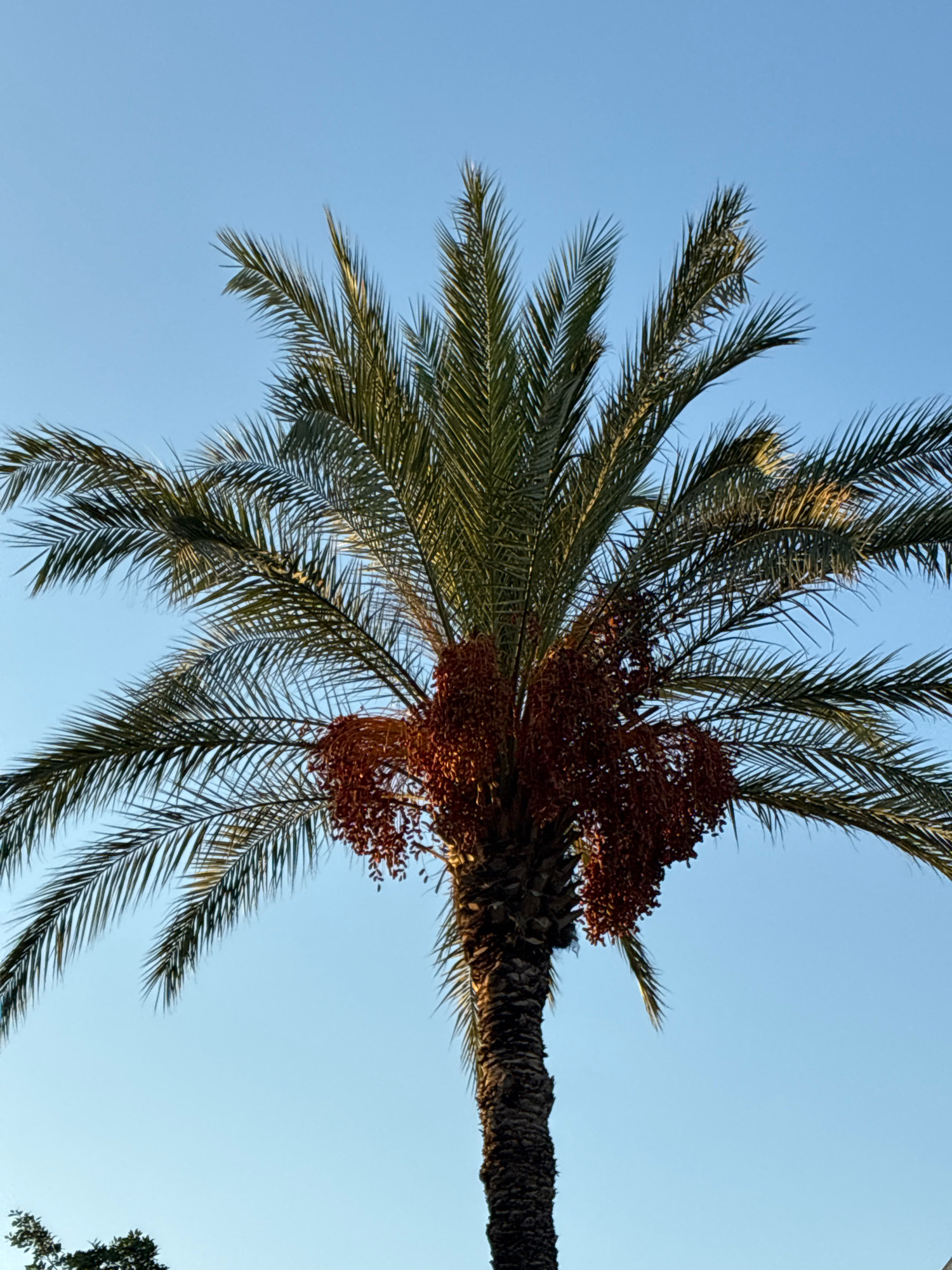 A close-up, low-angle shot captures the top portion of a palm tree against a clear blue sky. The fronds of the palm tree are vibrant green and spread outwards, some catching the sunlight. In the center of the image, a cluster of ripe, reddish-brown dates hangs prominently from the tree. The texture of the palm trunk is visible, appearing rough and segmented. The image is devoid of any people or discernible human activity. The environment suggests a warm, sunny climate, consistent with Alanya, Turkey, a coastal city known for its palm trees and Mediterranean atmosphere. The focus is solely on the natural elements of the palm tree and the sky.