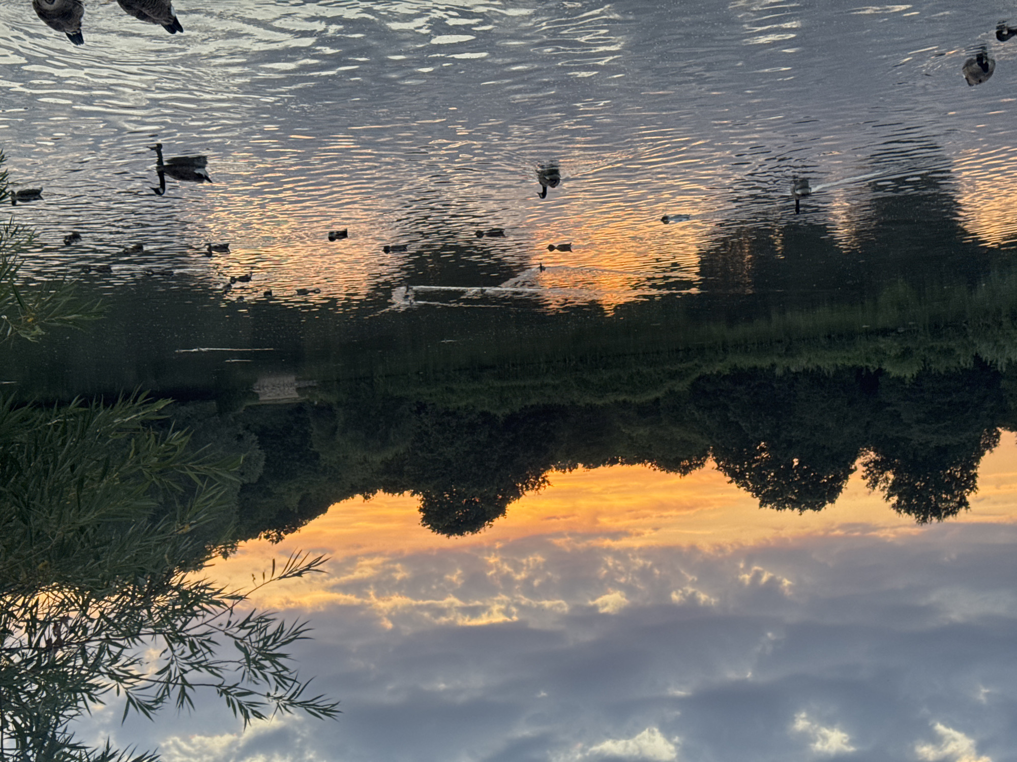 The image depicts a serene lake at dusk, with a vibrant orange and yellow sunset illuminating the clouds and reflecting on the water's surface. A line of dense green trees forms the backdrop, with some foliage from a weeping willow tree visible in the foreground on the right. Several Canada geese are scattered across the lake, some swimming, others preening or resting. The water is calm, with gentle ripples distorting the reflections of the sky and trees. The scene suggests a peaceful natural setting within a city. Given the presence of Canada geese and the typical park landscape, this scene could potentially be located in a large park in London, United Kingdom, such as Richmond Park or Hampstead Heath.