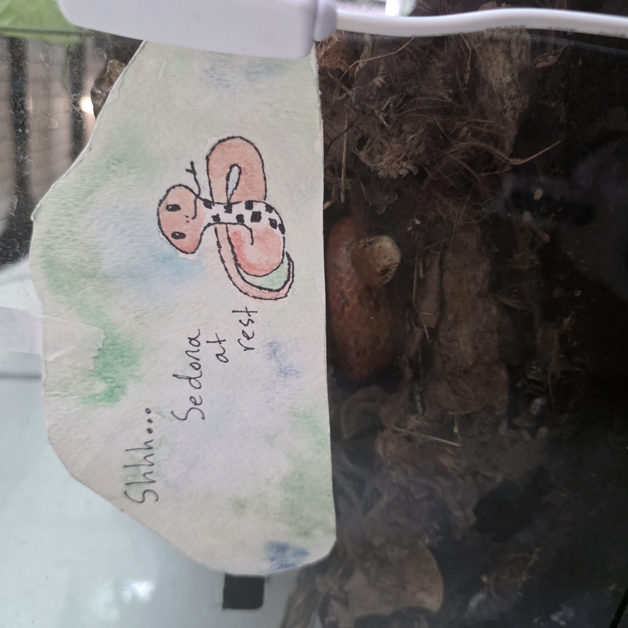 The image shows a snake, identified as "Sedona," resting in a terrarium. A handwritten note with a drawing of a snake is taped above the terrarium, reading "Shhh... Sedona at rest." The snake is partially visible, with its head and upper body peeking out from beneath the note, surrounded by substrate material that appears to be wood chips and dry leaves. The lighting suggests an indoor environment, possibly a home or pet store. There is no indication of the location being in Portland, United States of America.