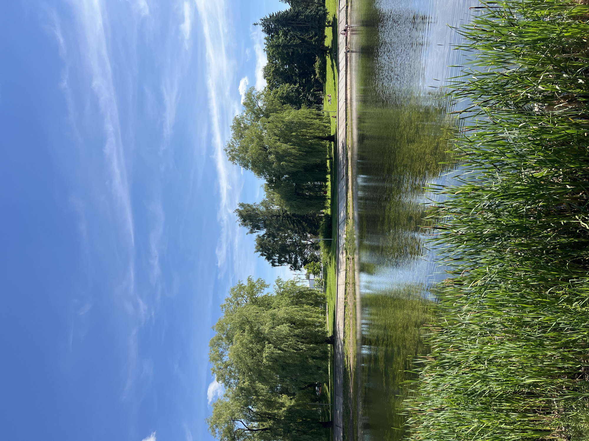 In Minsk, Belarus, a tranquil park scene unfolds with a focus on a calm body of water. In the foreground, lush green reeds, including cattails, stand tall, creating a natural border to the water. The water itself is a deep green, reflecting the surrounding trees and the bright blue sky dotted with wispy white clouds.
Across the water, a paved pathway runs along the edge of a grassy bank. On the bank, several large, mature trees with dense, leafy canopies dominate the landscape. These include weeping willows with their characteristic drooping branches and other deciduous trees. Further back, a line of evergreen trees forms a darker backdrop.
Several individuals are visible on the grassy bank, enjoying the sunny day. Some are lying down, possibly sunbathing, while others are engaged in casual conversation. Closer to the water's edge, a small group of people, including children, are wading and playing in the shallow water. The scene conveys a sense of peaceful recreation in an urban park setting.