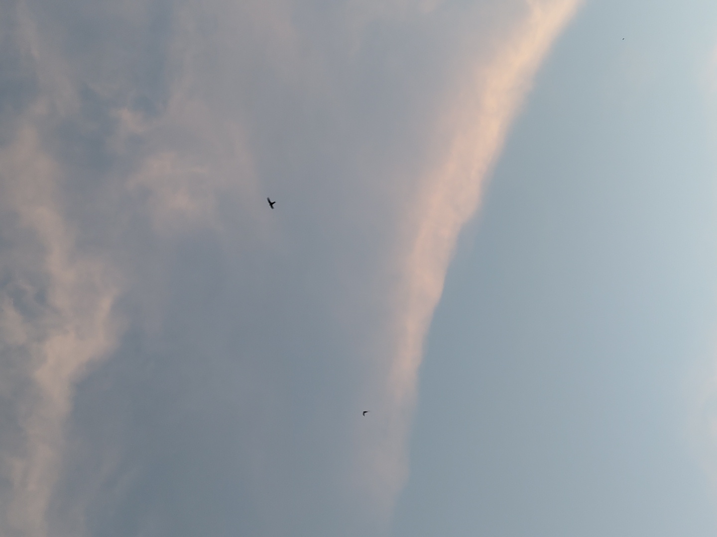 The image displays an expansive view of a sky with varying cloud formations and two small, dark, bird-like silhouettes. The sky exhibits a gradient of colors, transitioning from a lighter blue on the right to a more muted, greyish blue on the left.
A prominent, soft cloud bank with a warm, peachy-pink hue runs vertically along the right side of the frame, suggesting the presence of indirect sunlight, possibly indicative of either dawn or dusk. On the left side, the clouds are more diffused, appearing in shades of light grey and white.
Two small, dark objects are visible against the sky. One object, slightly larger and more distinct, resembles a bird in flight with its wings spread, positioned in the upper-middle left area of the image. The second object is smaller, appearing as a tiny, dark speck lower and more towards the center of the frame, also suggesting a bird.
The scene conveys a sense of open air and natural vastness. There are no people, man-made structures, or visible text. The weather appears partly cloudy with clear patches, and the lighting suggests a soft, ambient illumination from a low sun.