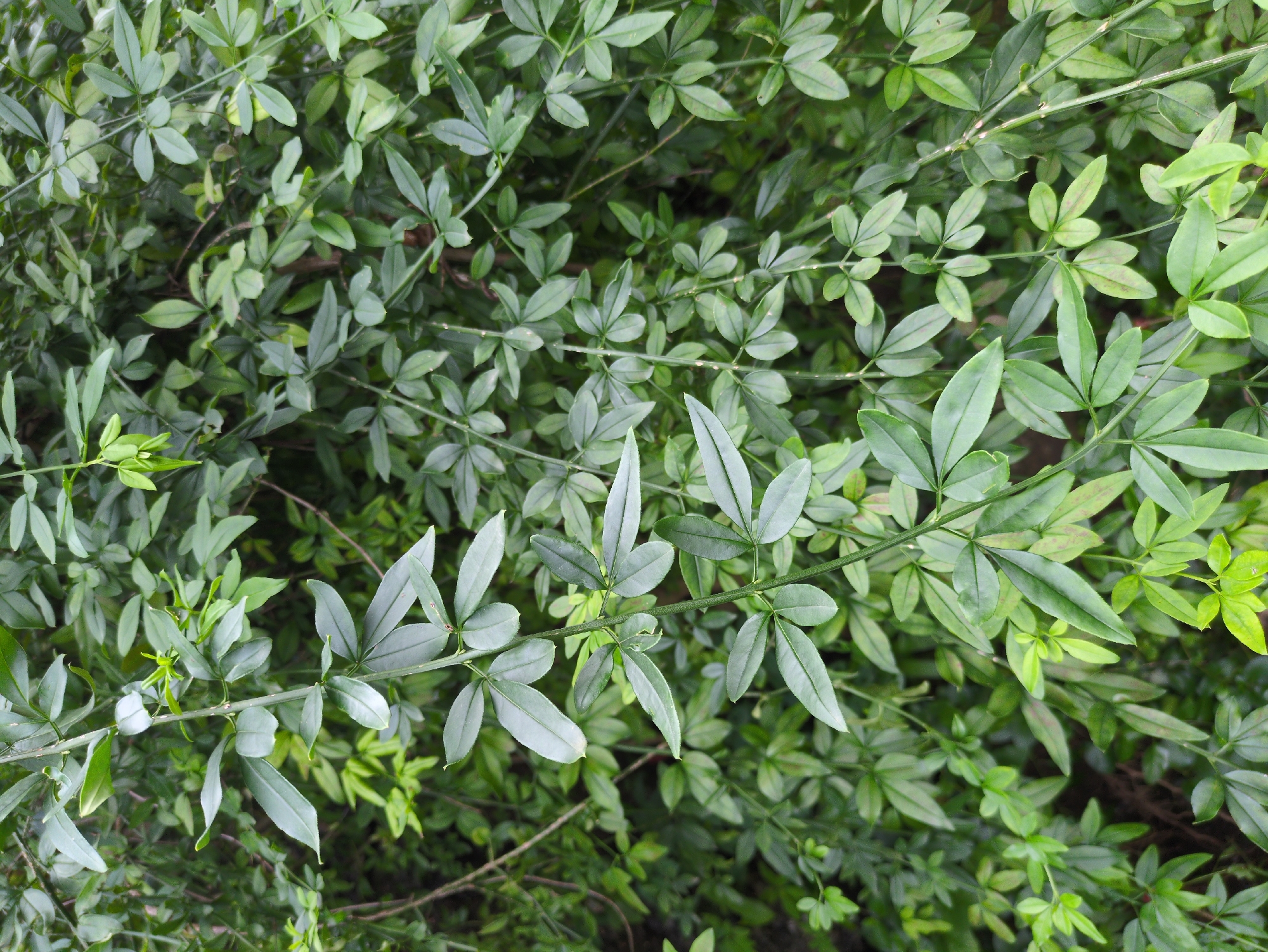 The image shows a close-up view of a dense, green shrub with compound leaves. The leaves are ovate and arranged alternately along thin, wiry stems. Some leaves appear lighter green and fresher, while others are a darker green, possibly indicating different stages of growth or variations in sunlight exposure. Small, light-colored dots are visible on some of the stems, which could be lenticels or insect eggs. The overall impression is of lush, abundant foliage. The provided context specifies the location as Haini, India, suggesting this shrub is likely found in an outdoor, possibly garden or natural, environment within that city. No people or specific actions are depicted.