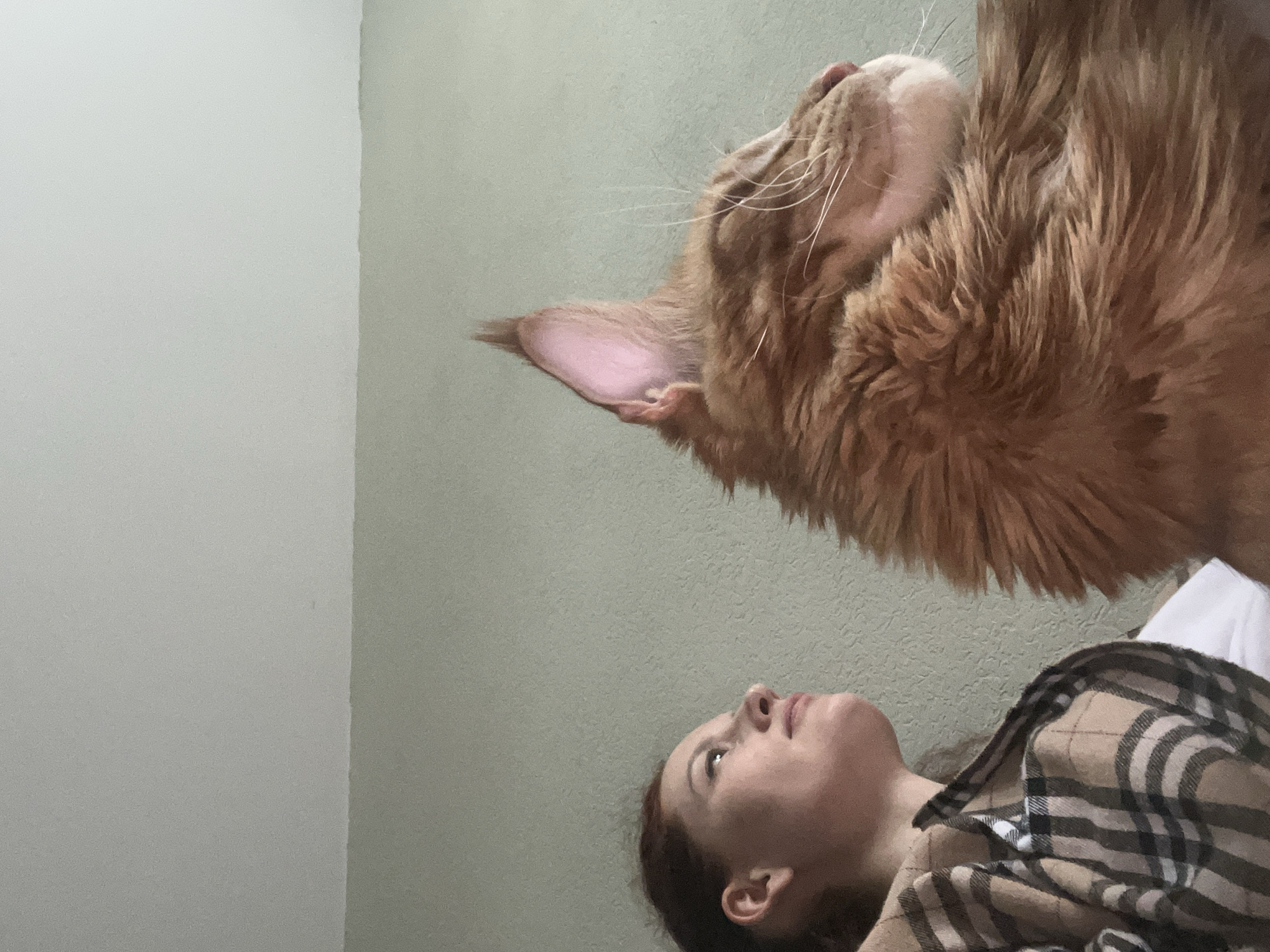 A woman lies on a bed, looking up at a large ginger cat hovering above her. The woman is wearing a plaid shirt, and her head is resting on a white pillow. The cat is large and furry, with a pink ear visible. The background consists of two walls: one white and one light green. The location is not identifiable as Saint Petersburg, Russia, based on the provided image.