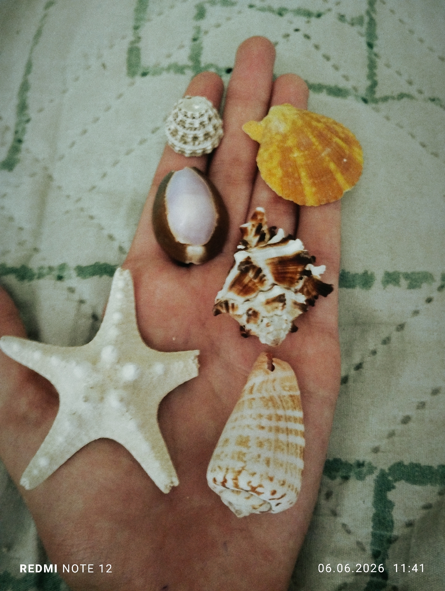 An overhead, close-up image depicts a single human hand holding six diverse marine objects against a patterned fabric background. The hand is positioned centrally within the frame, oriented with fingers towards the top, and appears to be that of an adult, exhibiting light skin tone and visible texture.
The six marine objects are distributed across the palm and fingers:
1. **Lower left:** A five-armed starfish, approximately 10 cm in its widest dimension, with a light cream color and raised tubercles on its dorsal surface. The tip of its lowest right arm exhibits a fracture.
2. **Upper left:** A small, conical gastropod shell, approximately 2 cm in height, featuring a repeating grid-like pattern of dark brown on a lighter base.
3. **Upper right:** A fan-shaped bivalve shell (scallop), approximately 4 cm in diameter, displaying distinct radial ribs and uniform yellow-orange coloration.
4. **Mid-left:** A modified gastropod shell, approximately 4 cm in length, which has been longitudinally cut and polished to reveal a smooth, iridescent interior ranging from purple to pink. Its exterior is dark brown.
5. **Mid-right:** An irregular gastropod shell, approximately 4 cm at its longest dimension, characterized by a rough, spiky surface and mottled patterns of dark brown and white.
6. **Lower right:** An elongated, conical gastropod shell, approximately 6 cm in length, exhibiting horizontal bands of light tan and white. A small, circular perforation is present near its apex.
The background consists of a light off-white or pale green fabric with a repeating, somewhat abstract pattern of dark green, linear or block-like shapes. The fabric shows minor textural irregularities.
Textual overlays are present in the lower corners: "REDMI NOTE 12" is visible in the lower left, indicating the image capture device. "06.06.2026 11:41" is visible in the lower right, indicating the date and time of capture.
The specified location for the context of this image is the city of Burgas, Bulgaria.
