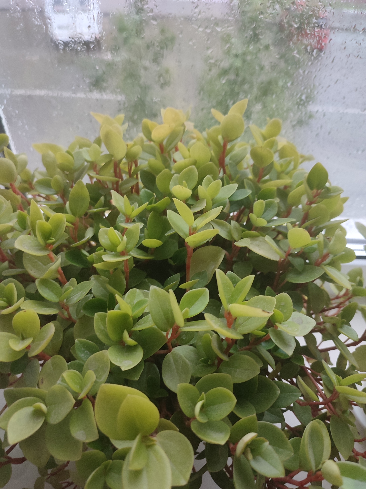 A close-up, eye-level shot captures a dense cluster of green houseplants with reddish stems, likely a Peperomia variety, positioned in front of a window. The windowpane is speckled with raindrops, obscuring a blurry background of a street with a white vehicle and some greenery. The overall impression is one of a plant thriving indoors on a wet day in Novoaltaysk, Russia.